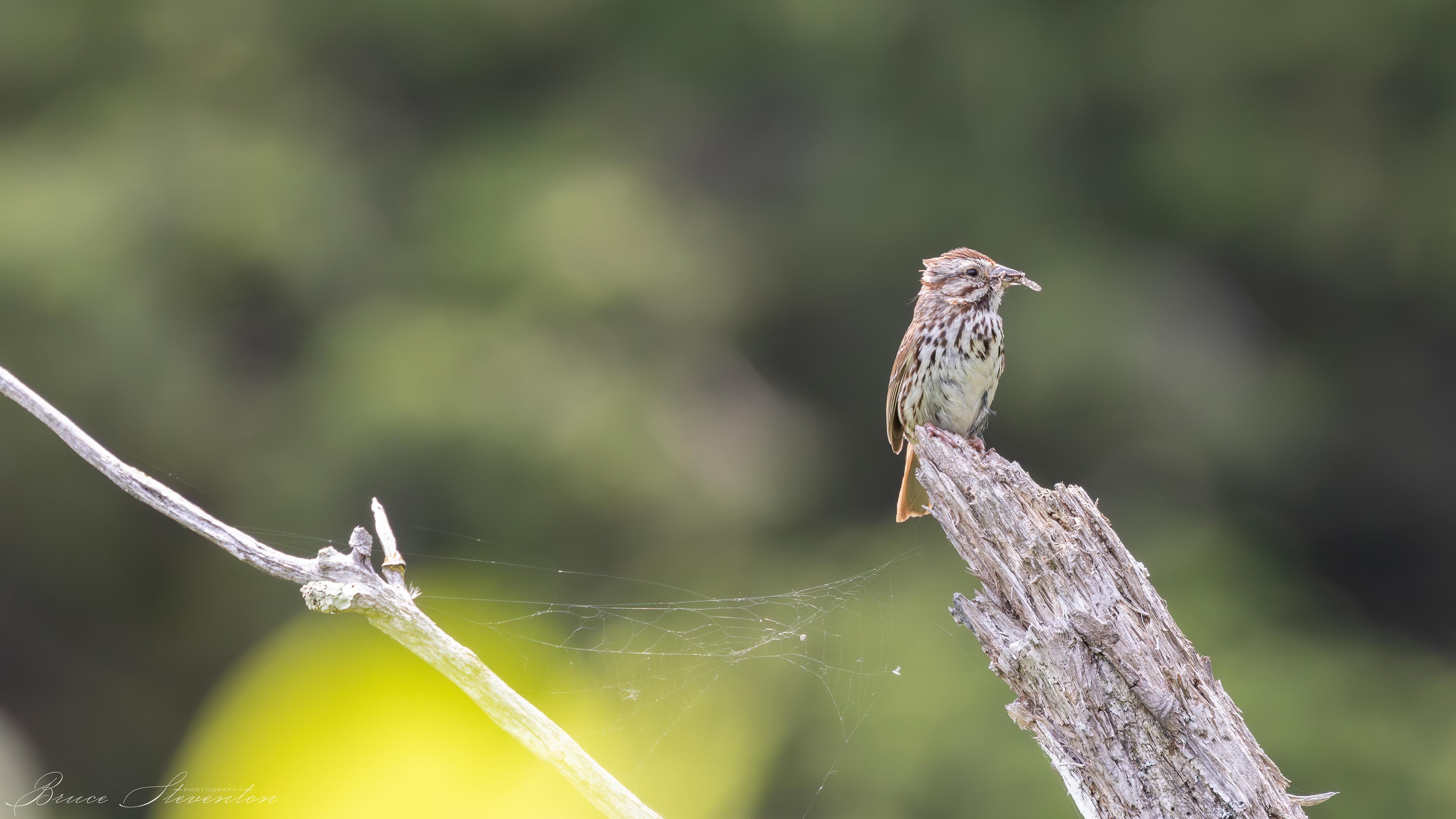 Song Sparrow