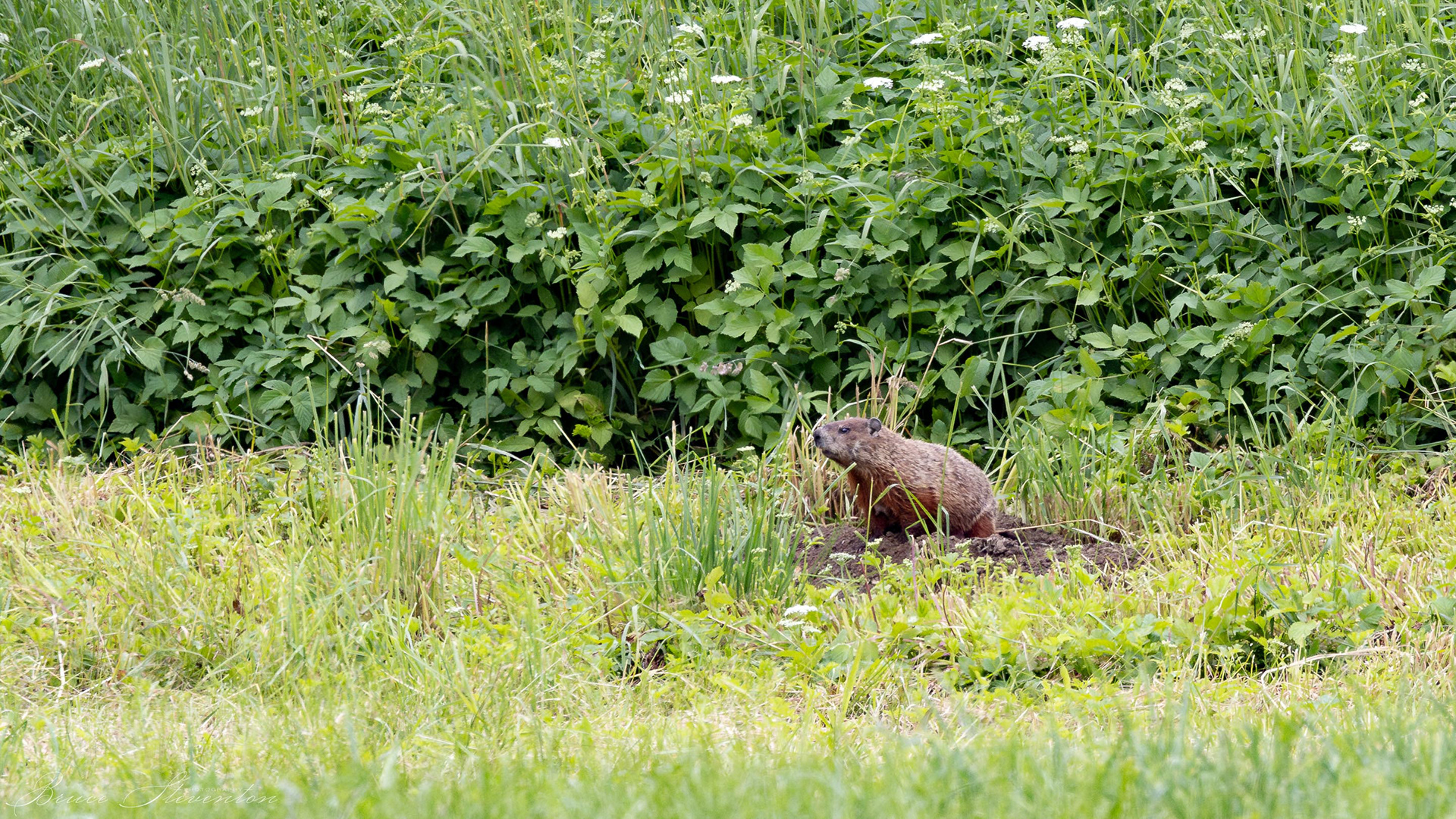 Groundhog/Woodchuck