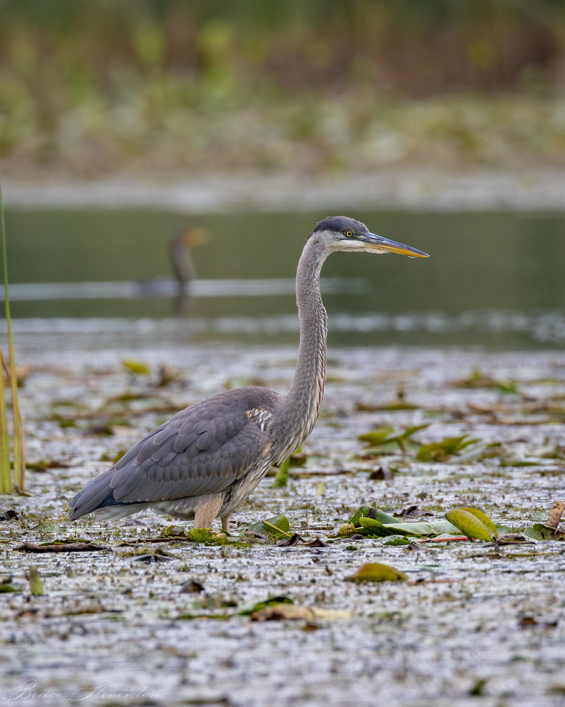 Great Blue Heron