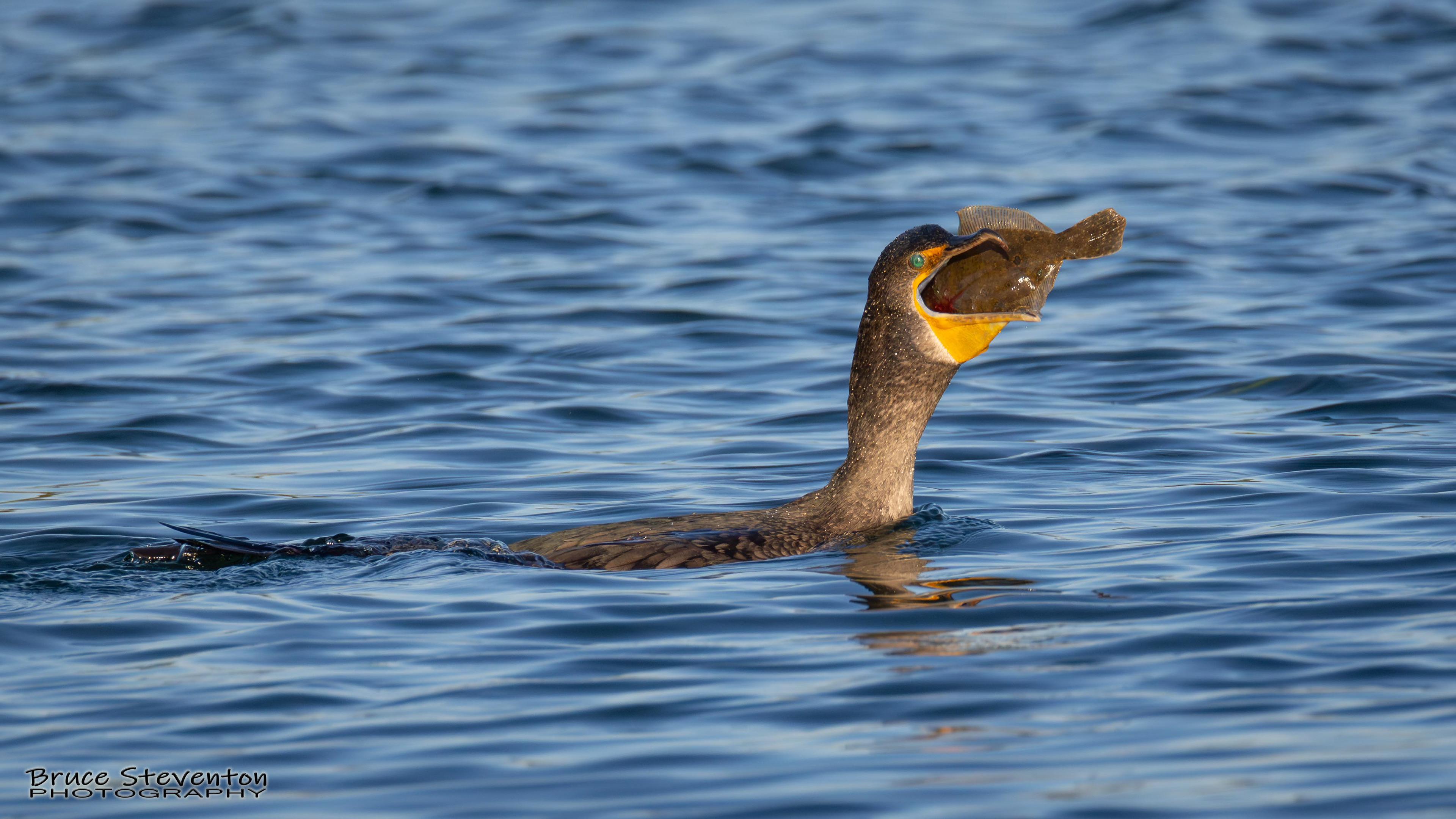 Double-crested Cormorant