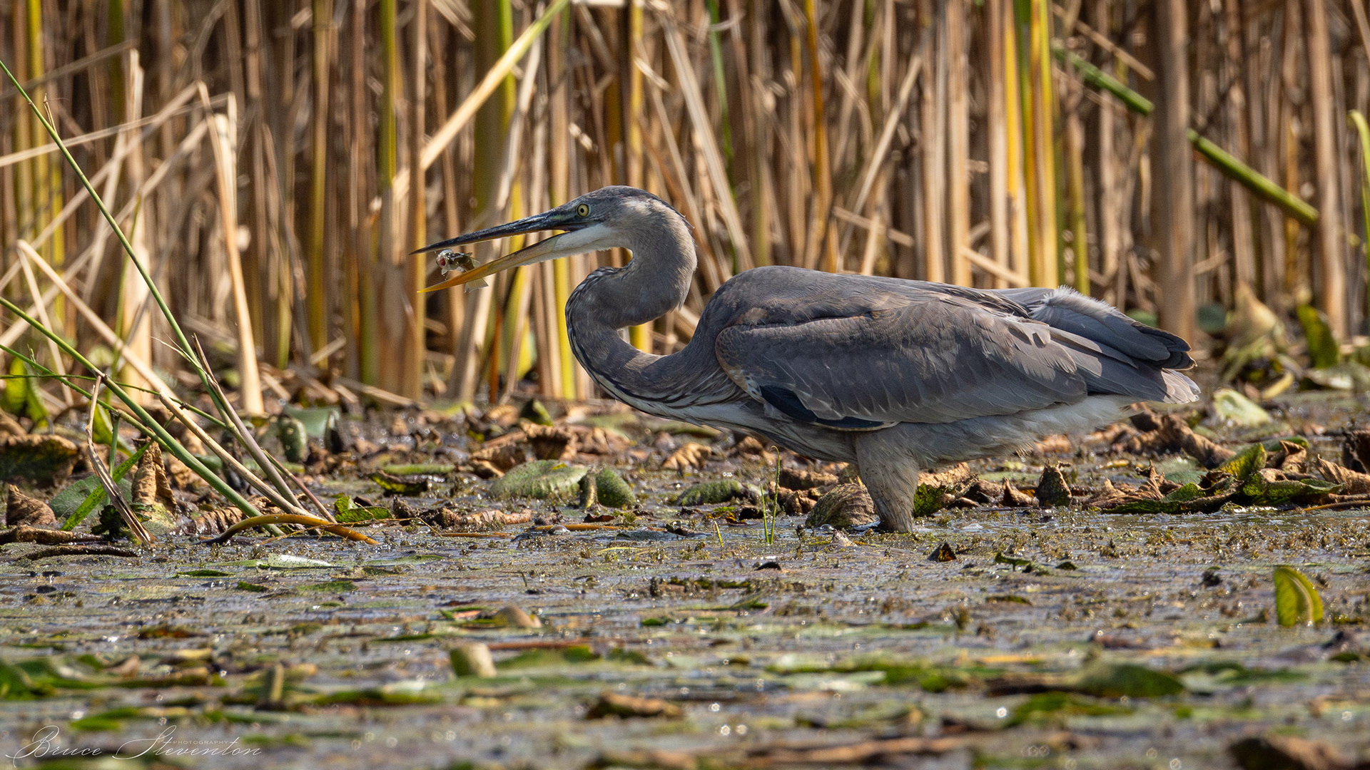 Great Blue Heron