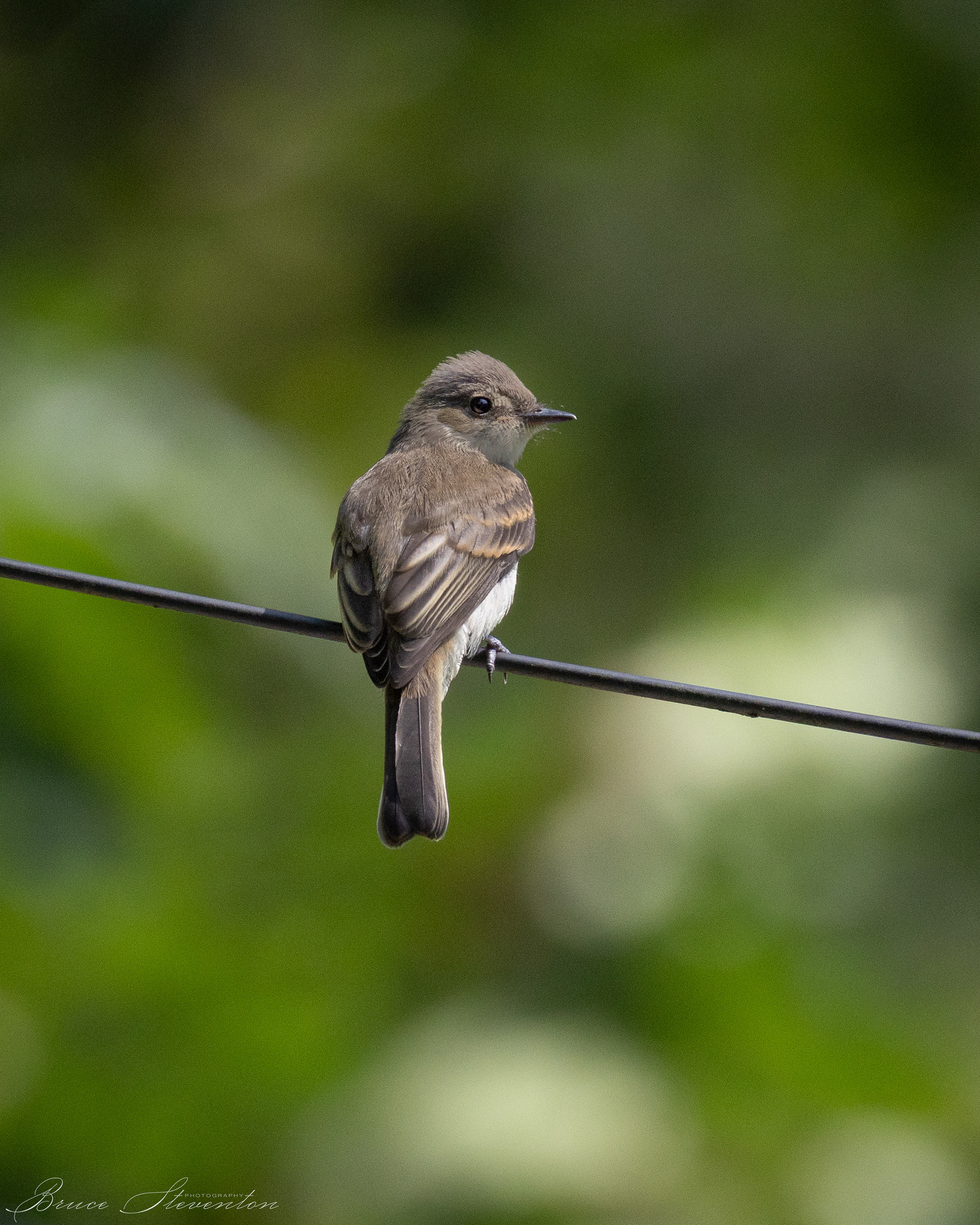 Eastern Phoebe