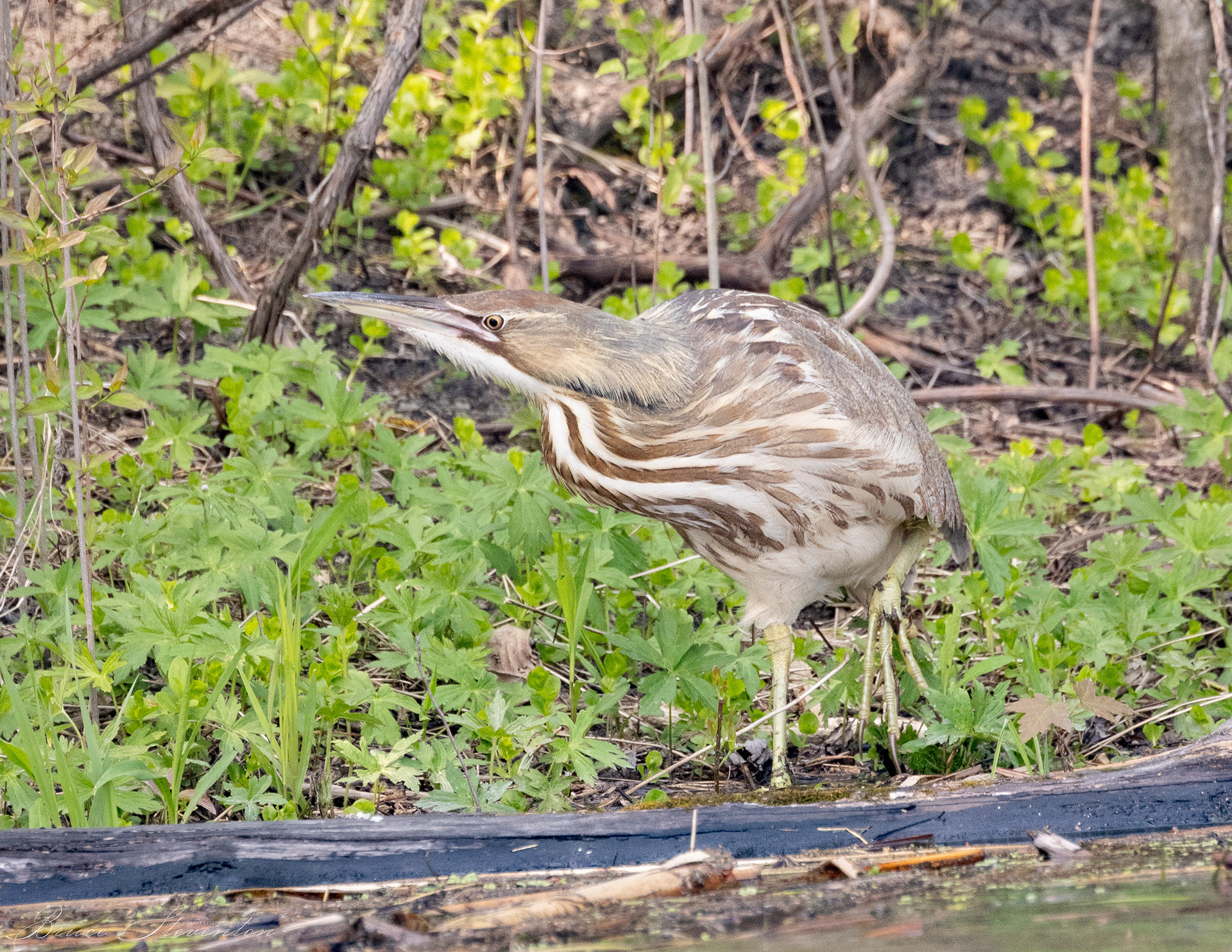 American Bittern