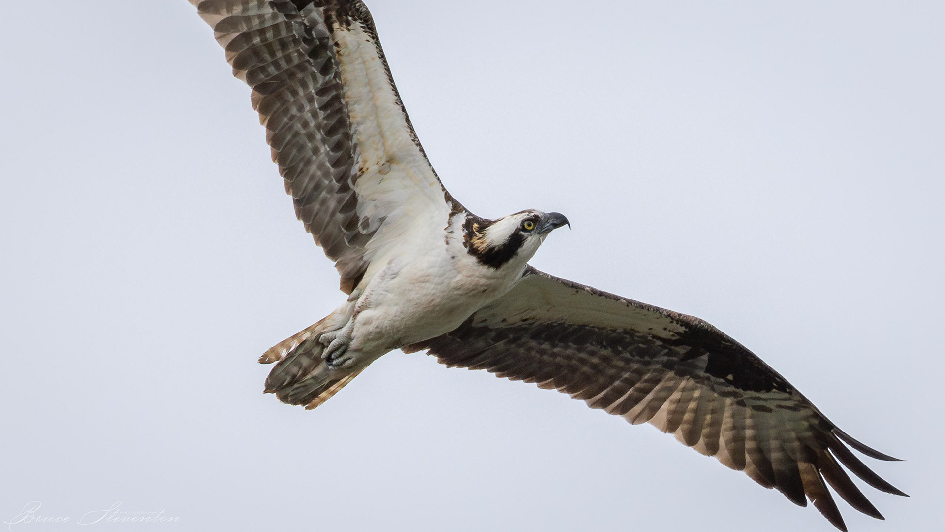 Osprey