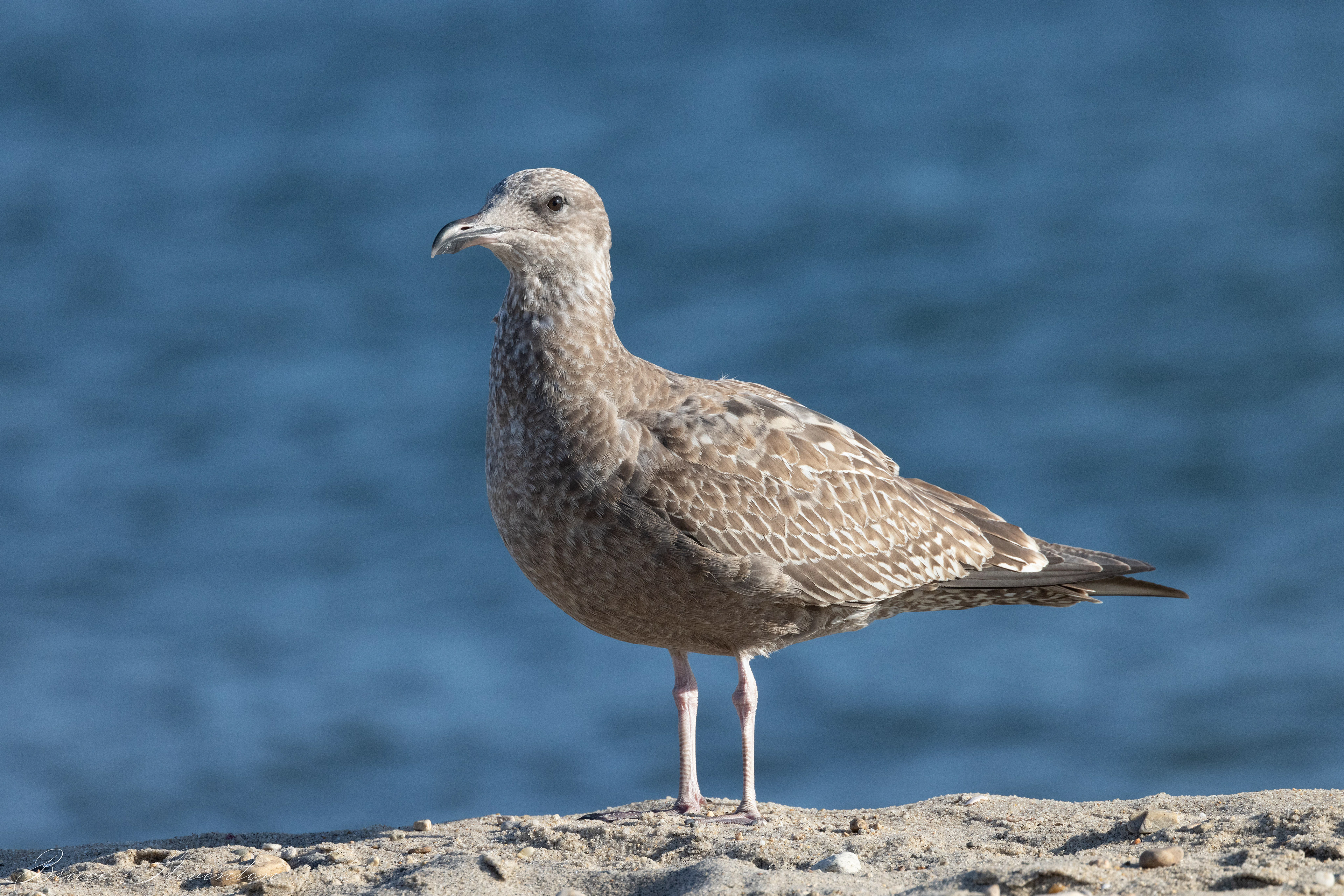 Herring Gull