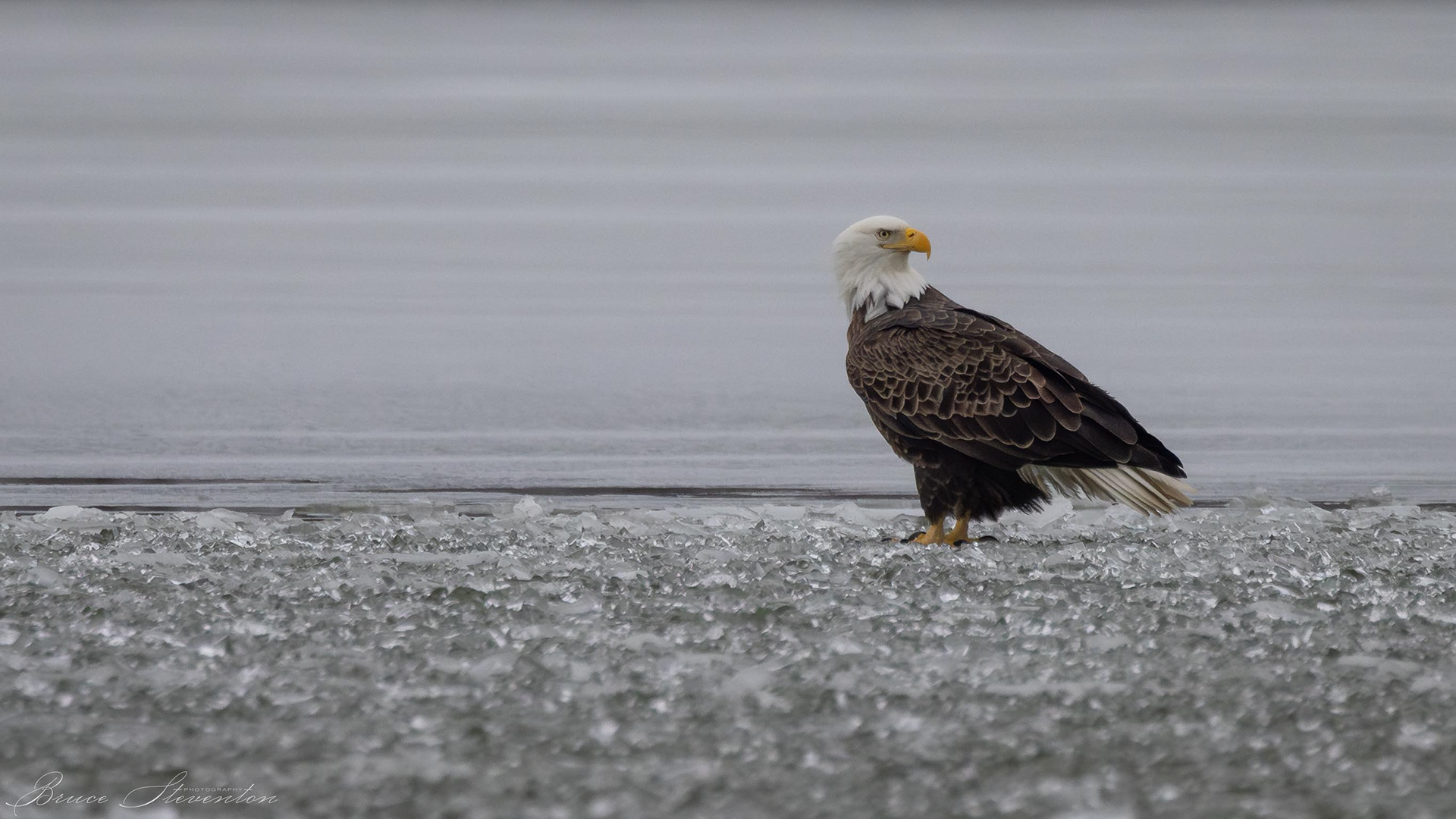 Bald Eagle on the Ice - He was way more interested in the ducks then me.
