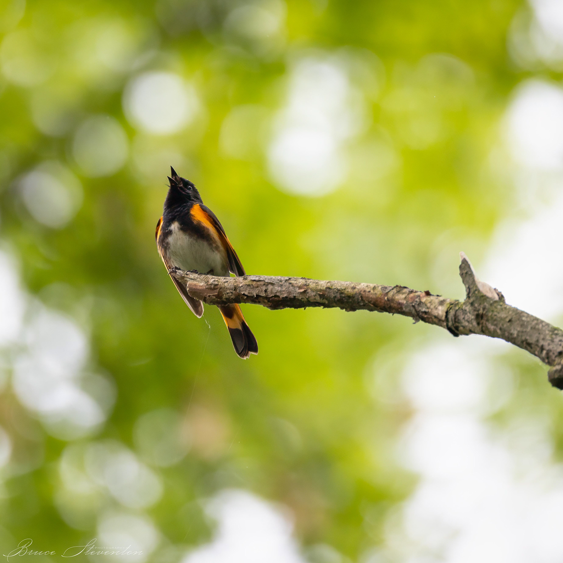 American Redstart