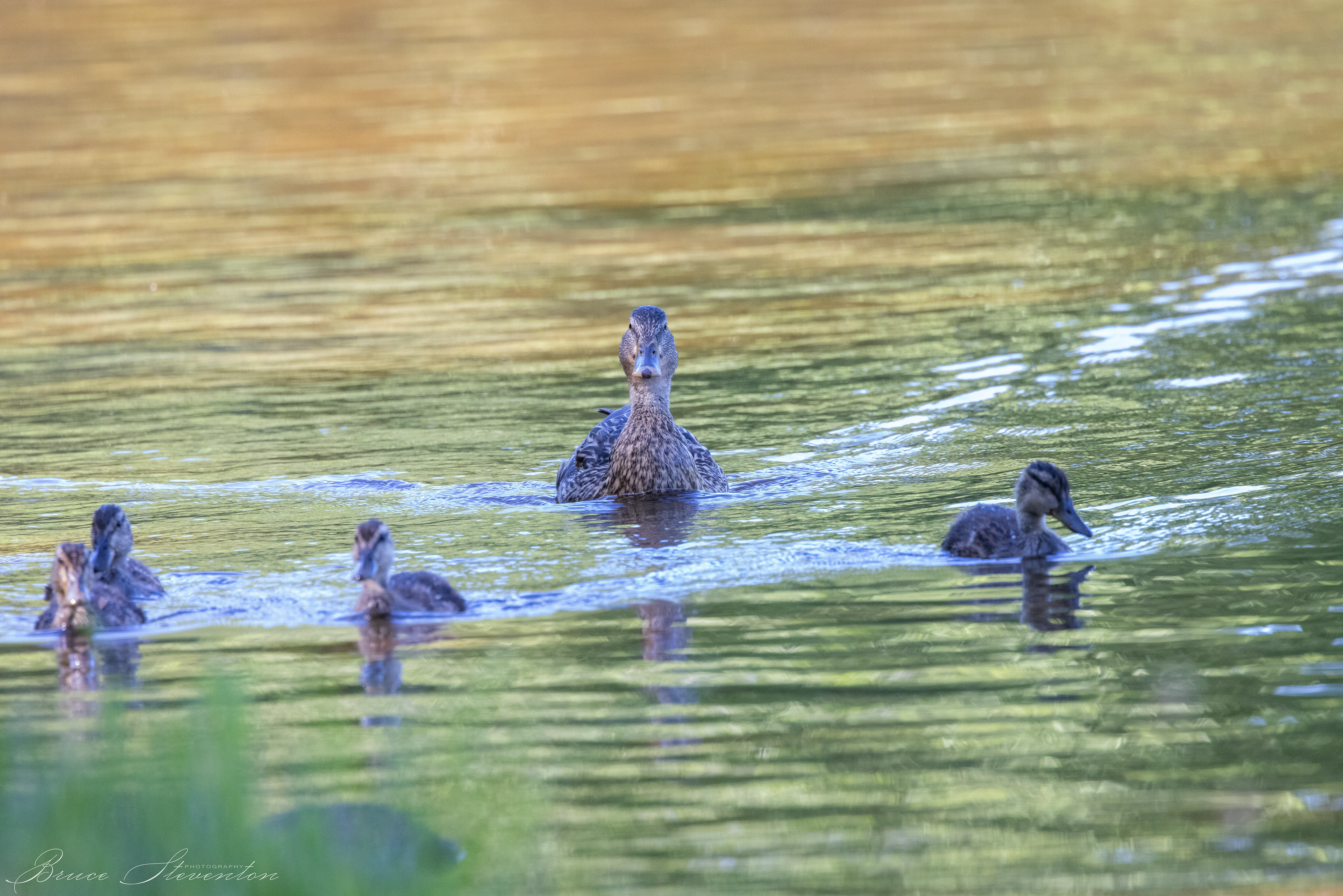 Mallard Duck (F) - Lake Tomahawk