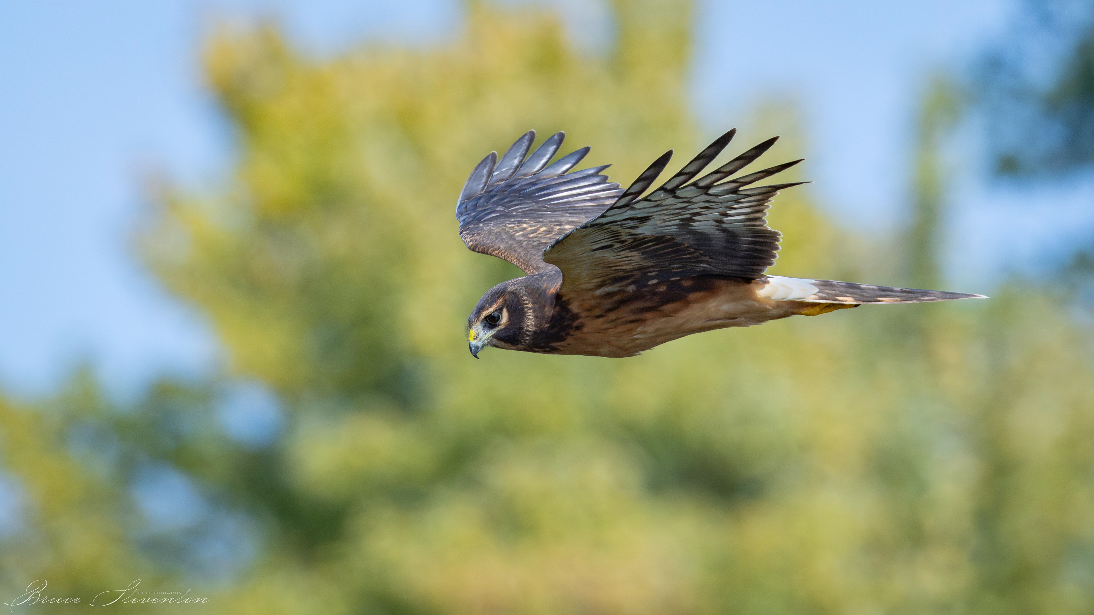 Northern Harrier (F)