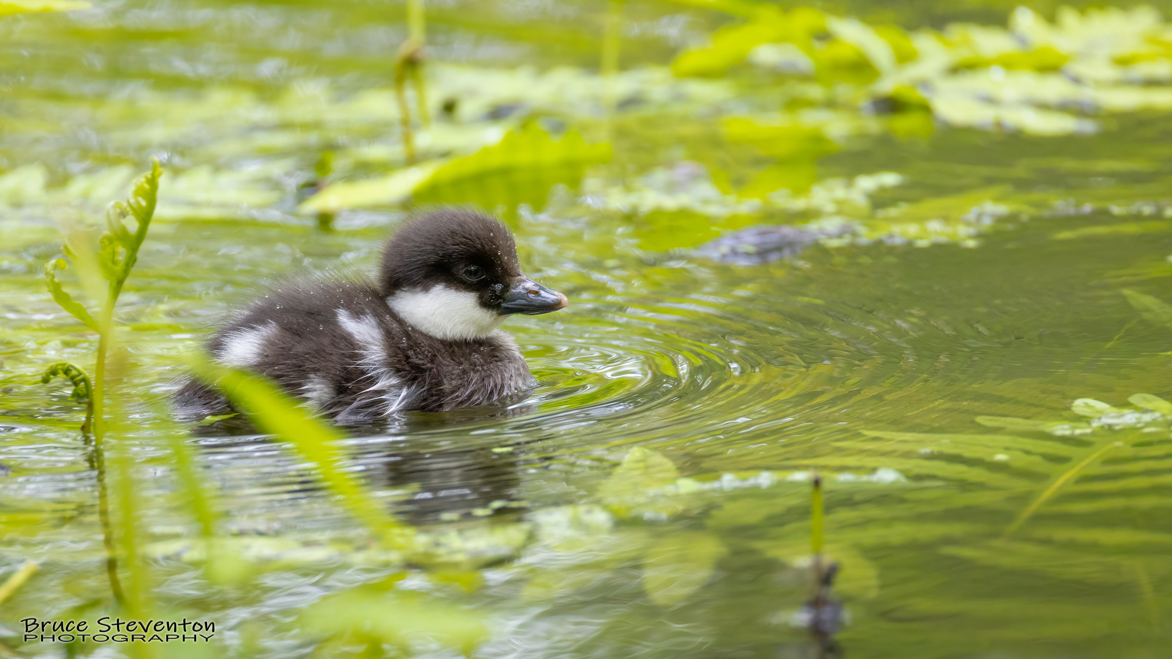 Common Goldeneye - Vergennes, VT