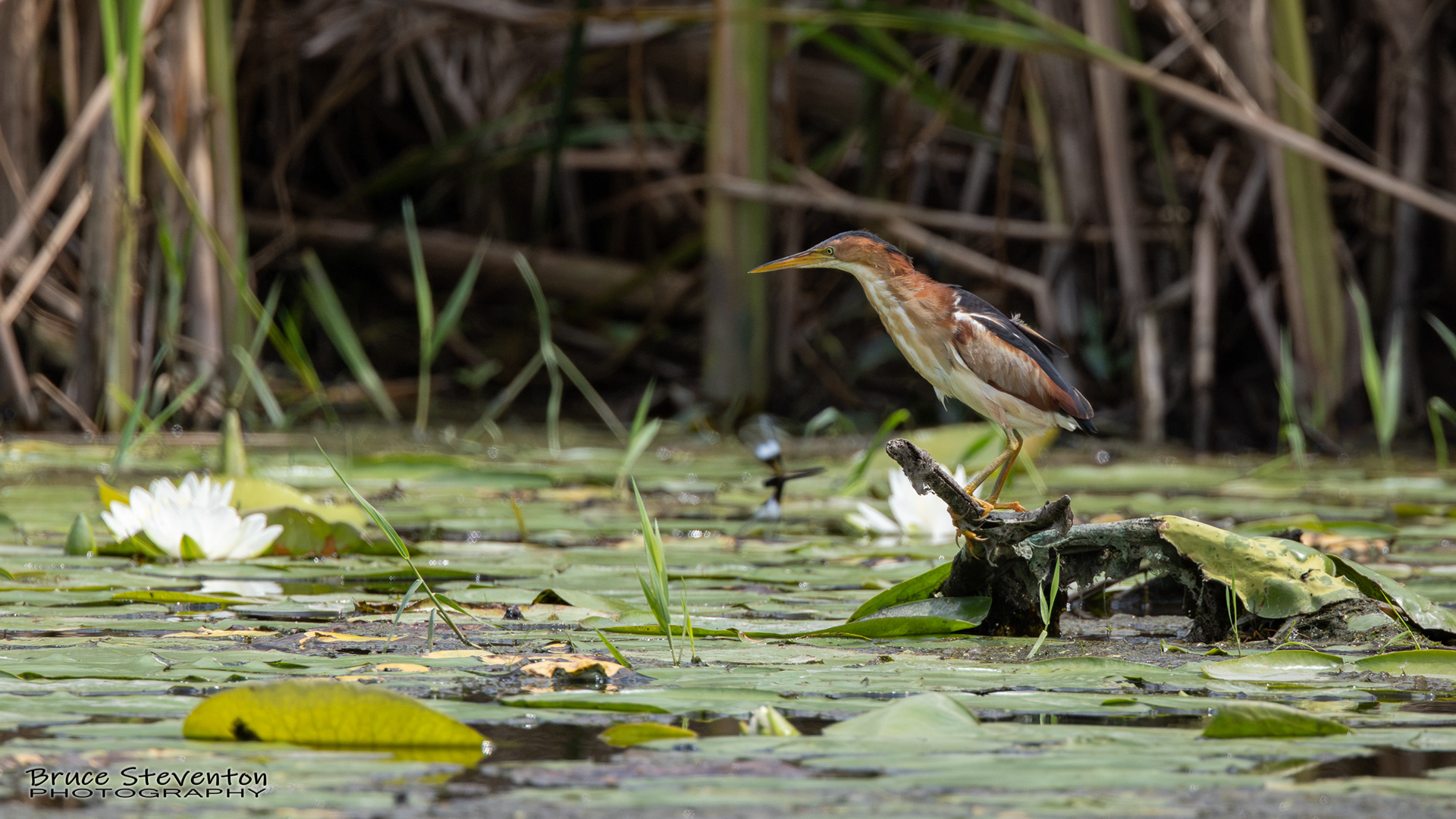 Least Bittern