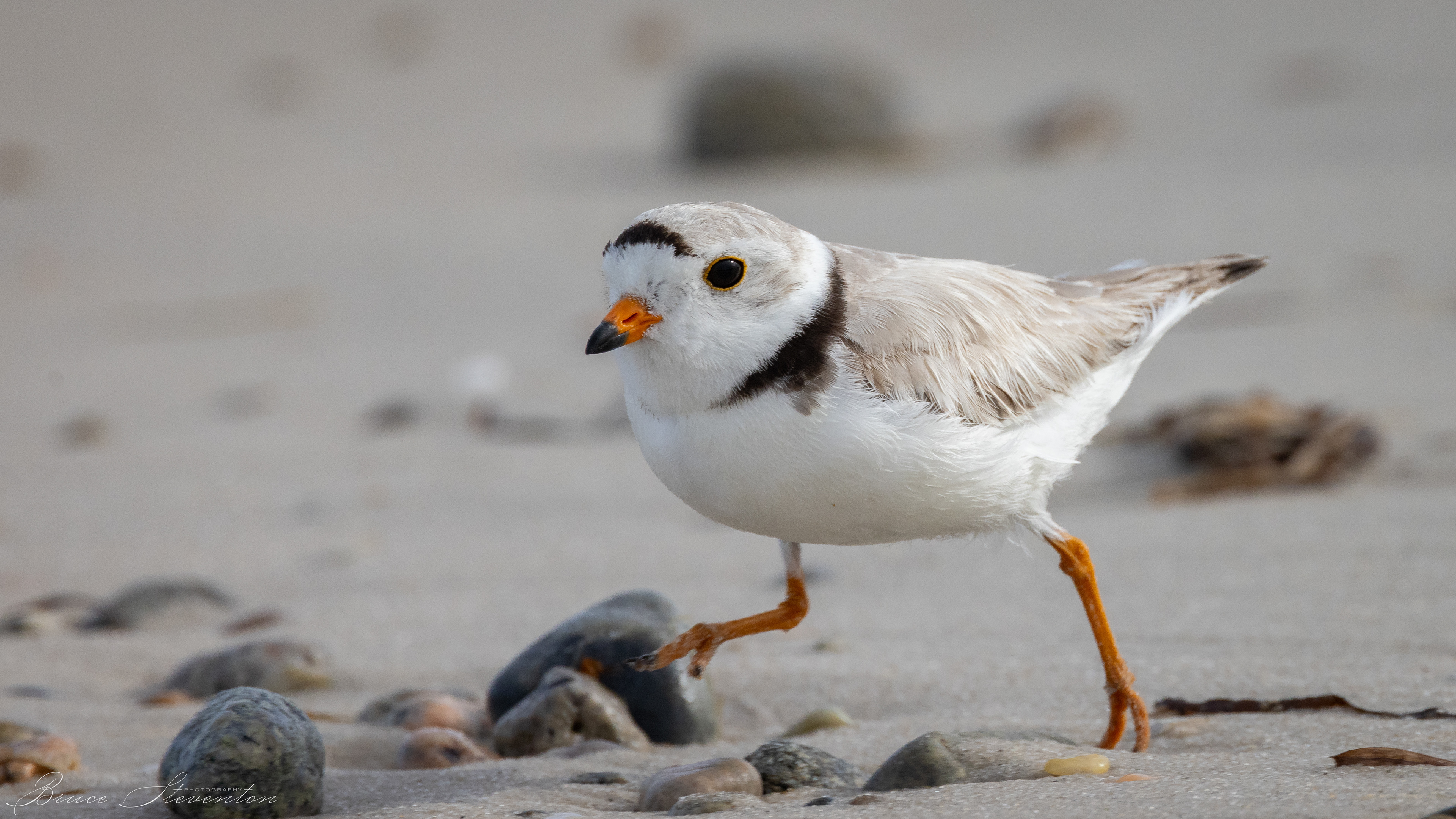 Piping Plover