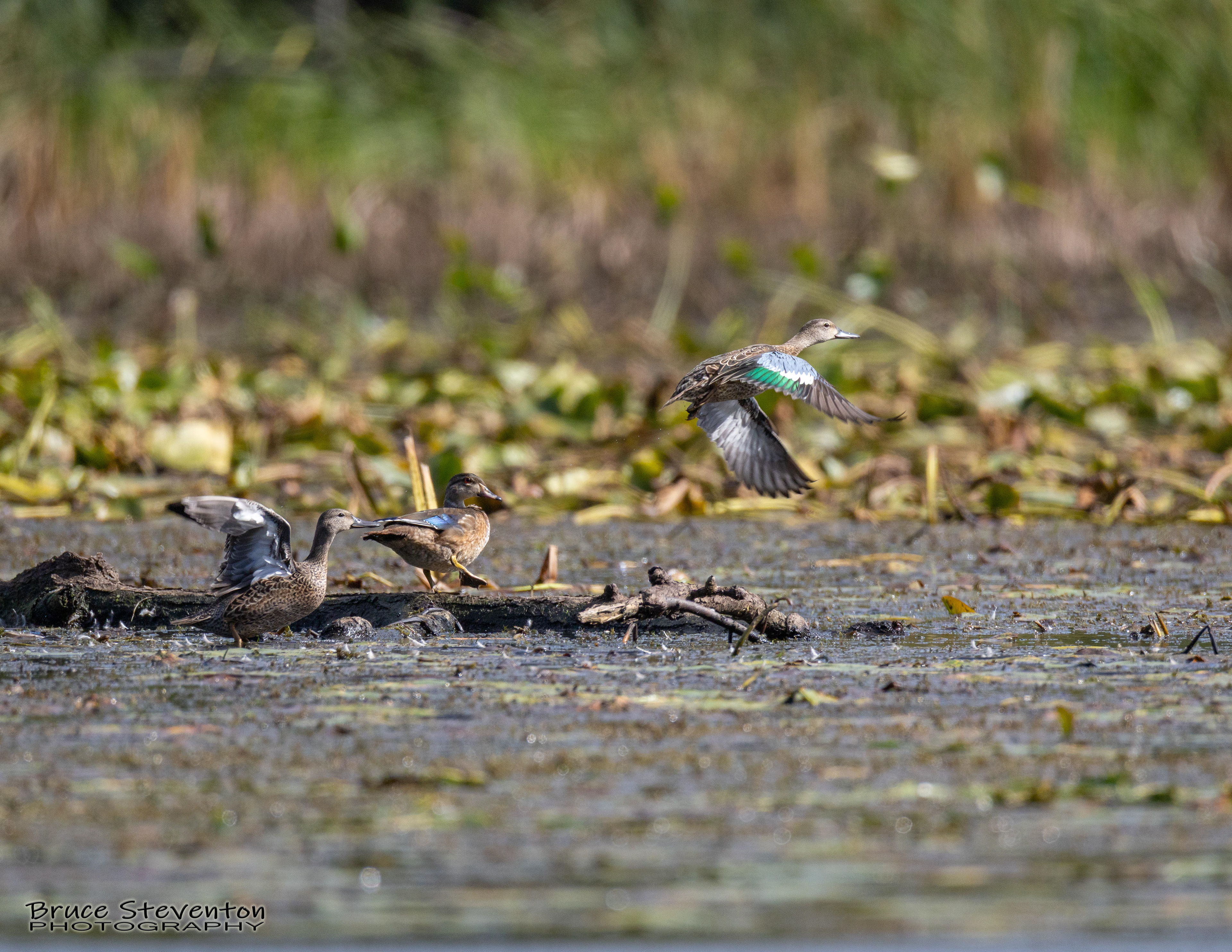 Ducks - Shoreham, VT