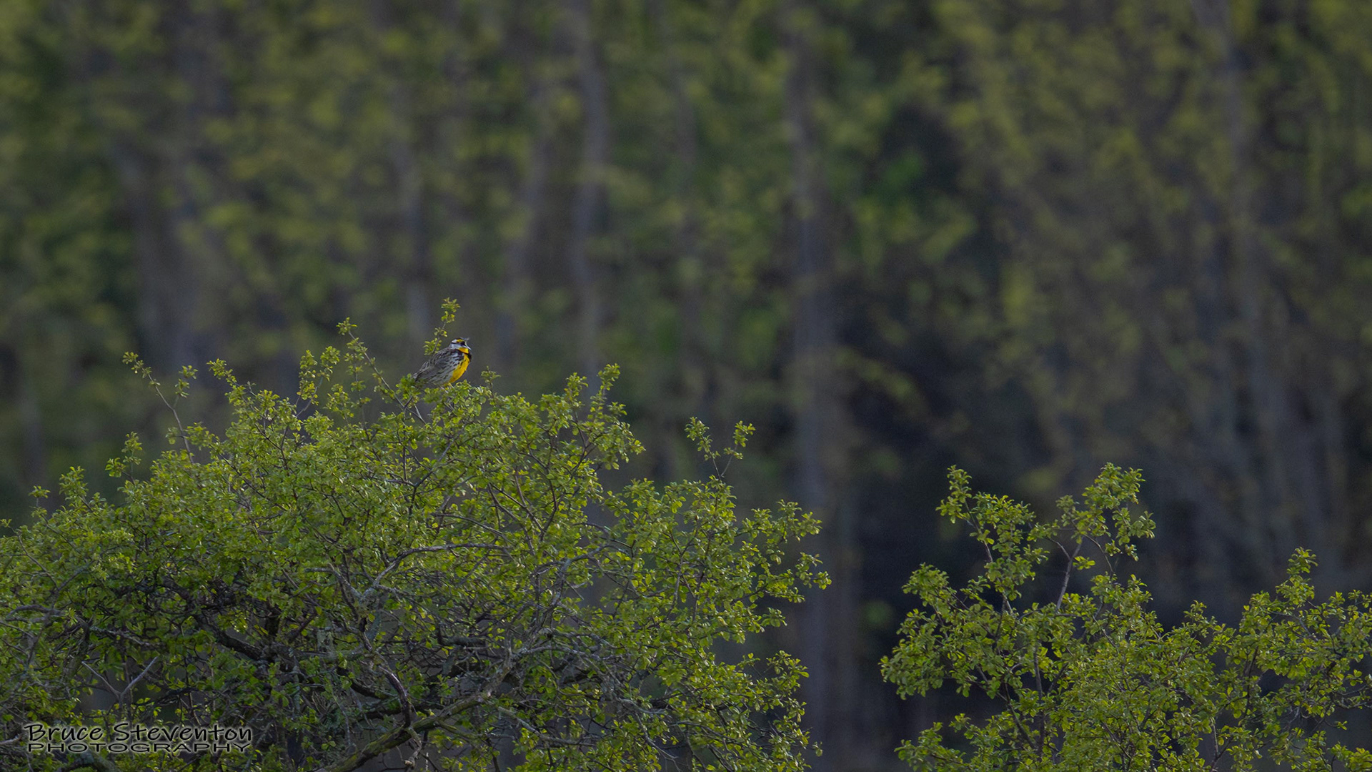 Eastern Meadowlark