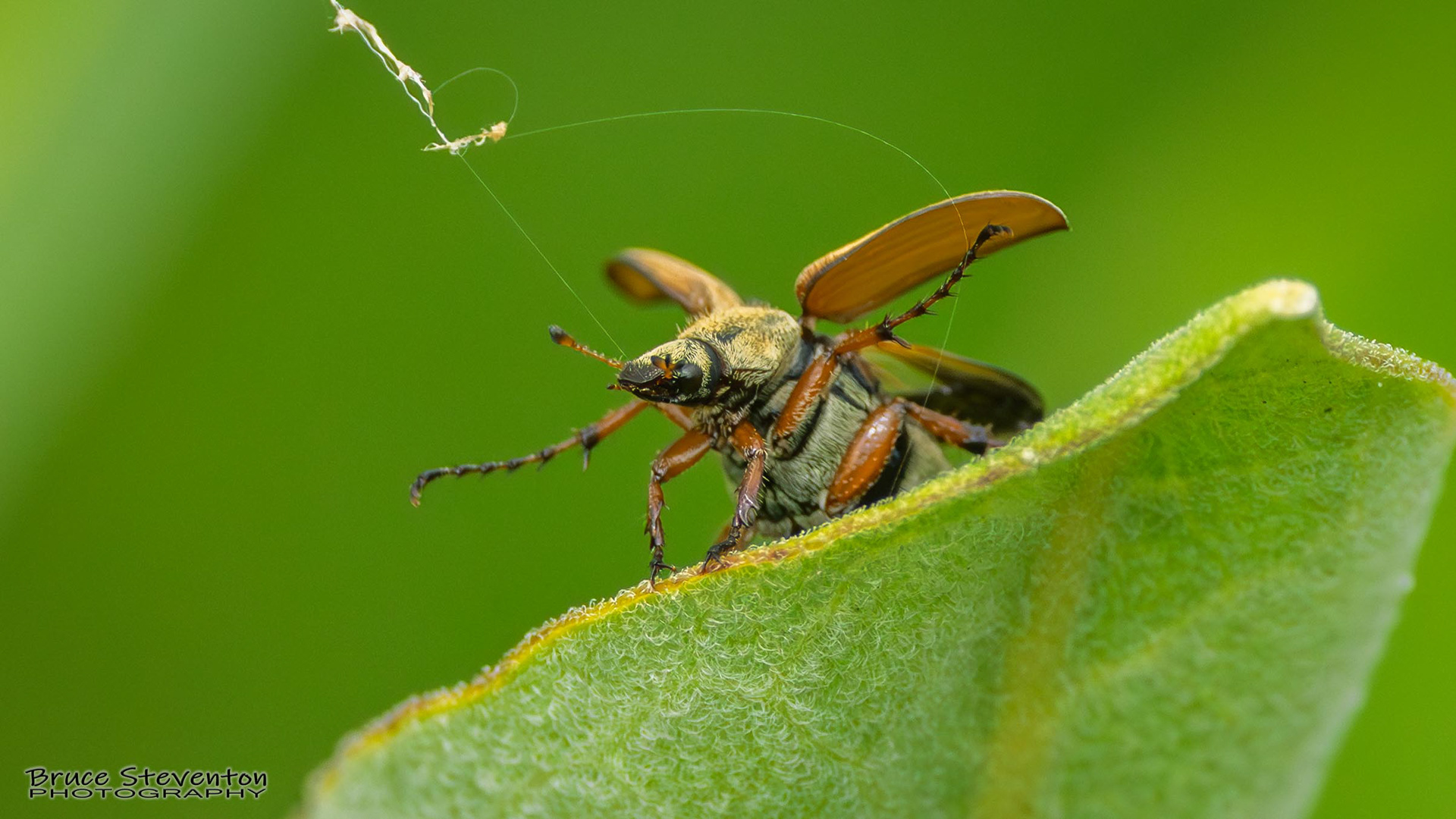 Beetle on Milkweed (Rose Chafer?)