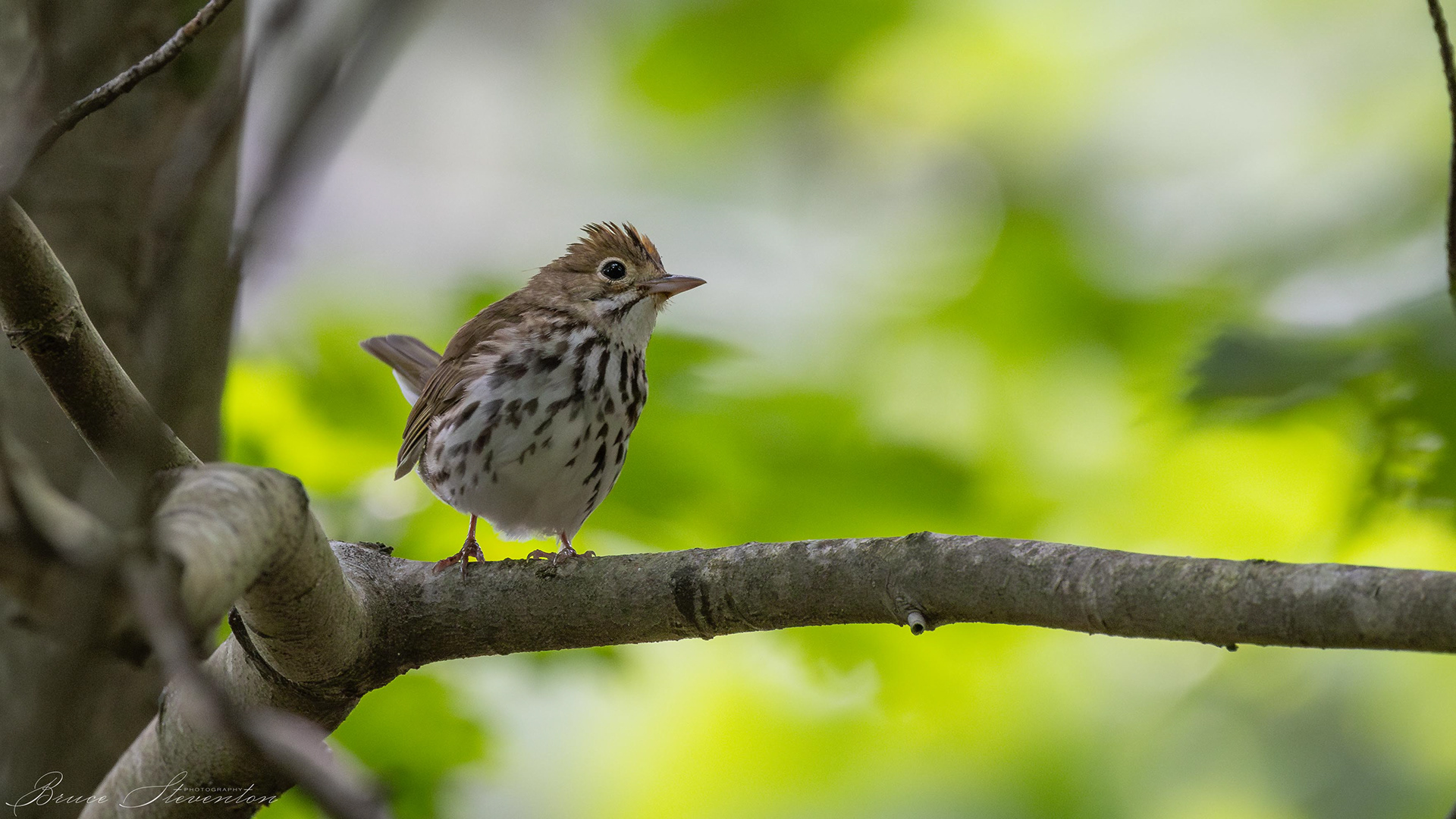 Ovenbird - Bartlett Mt