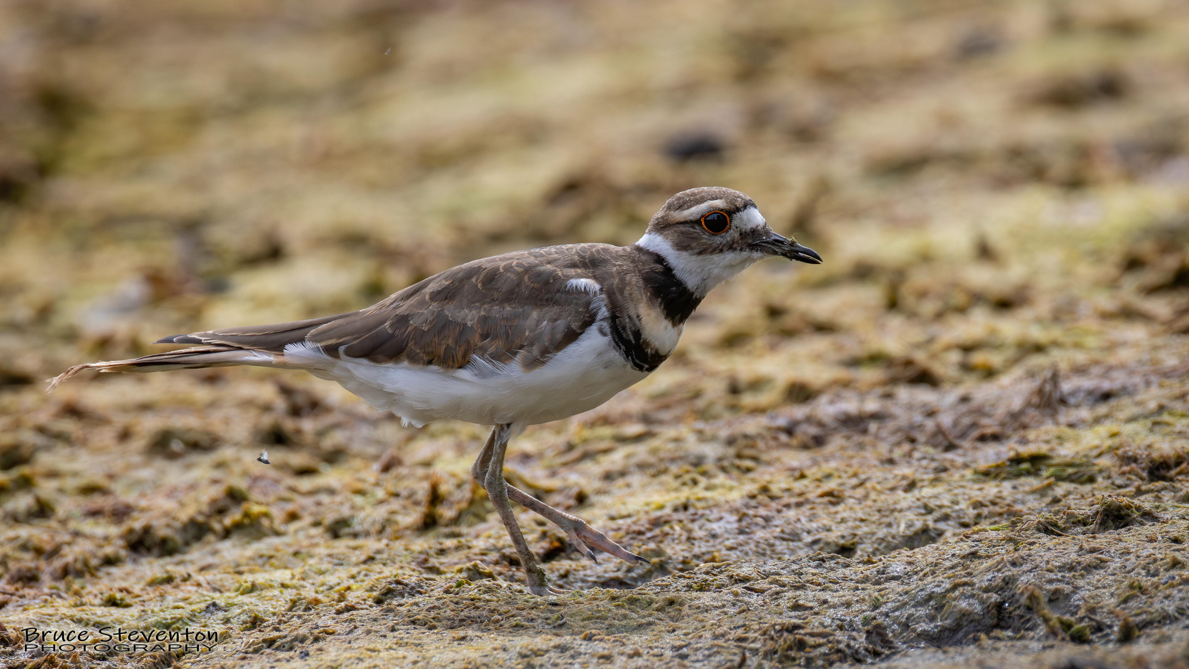 Killdeer