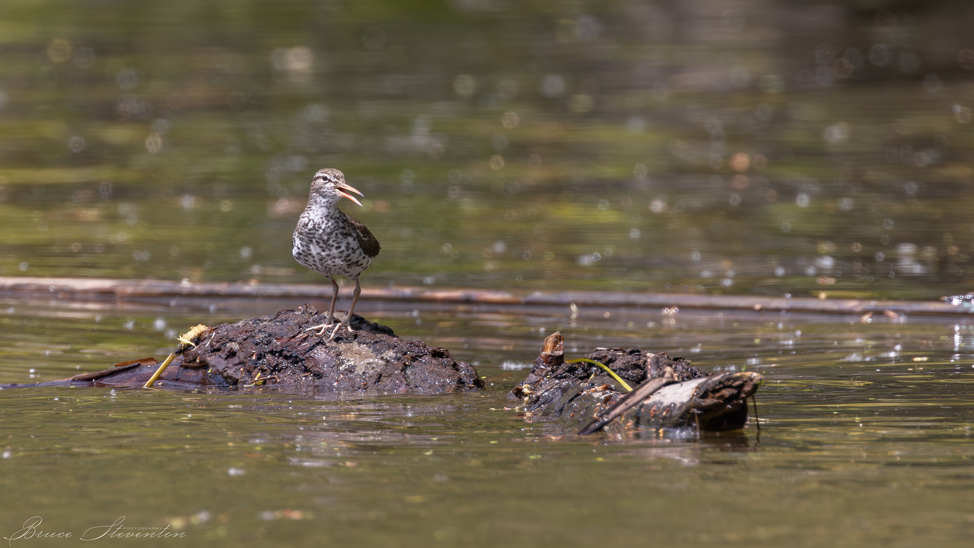 Spotted Sandpiper; floating down the creek on a half sunken log