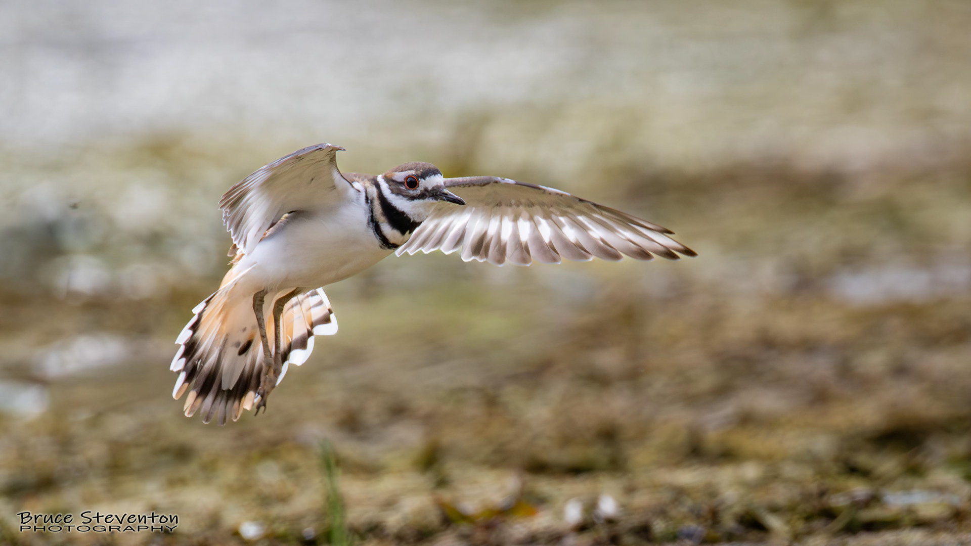 Killdeer