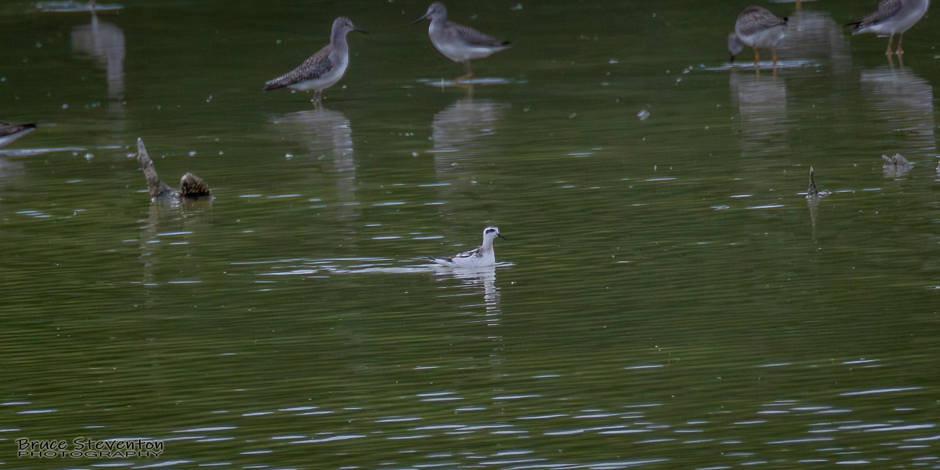 Red-necked Phalarope