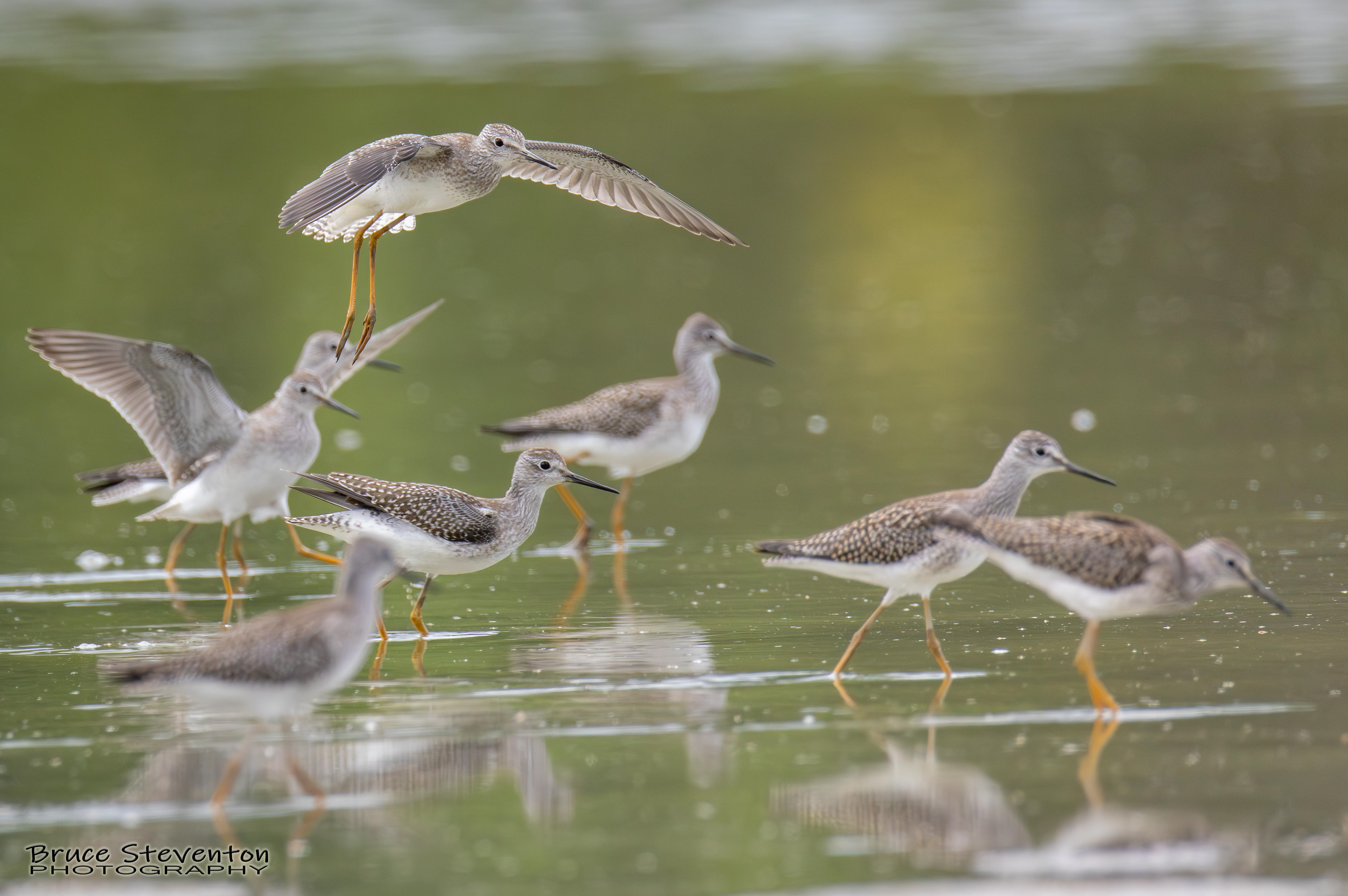 Yellowlegs