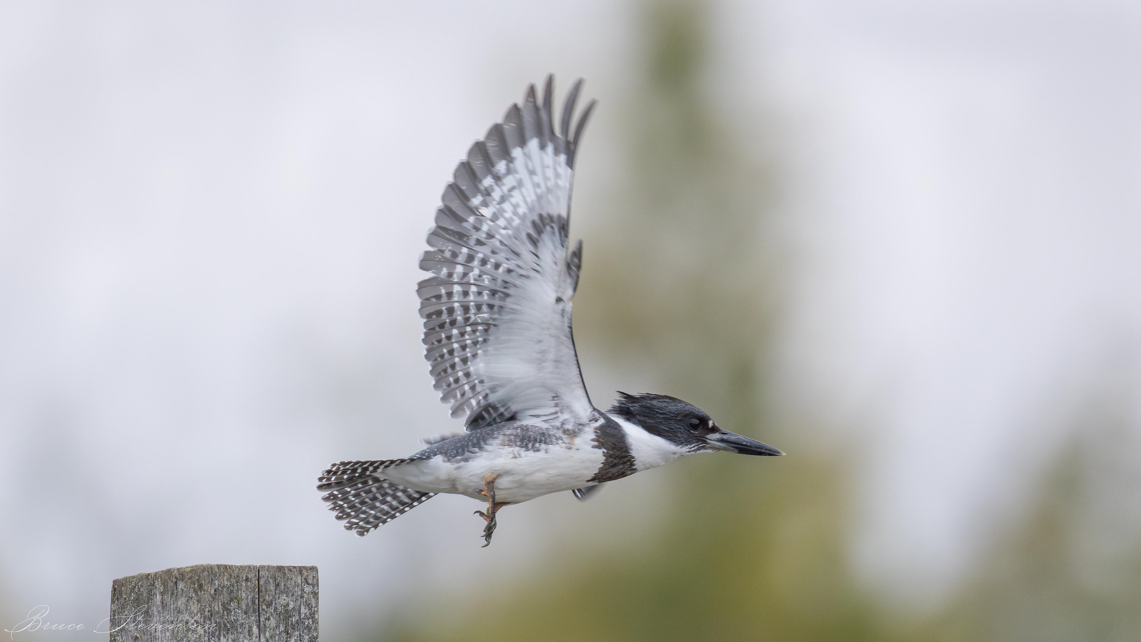 Belted Kingfisher (M)