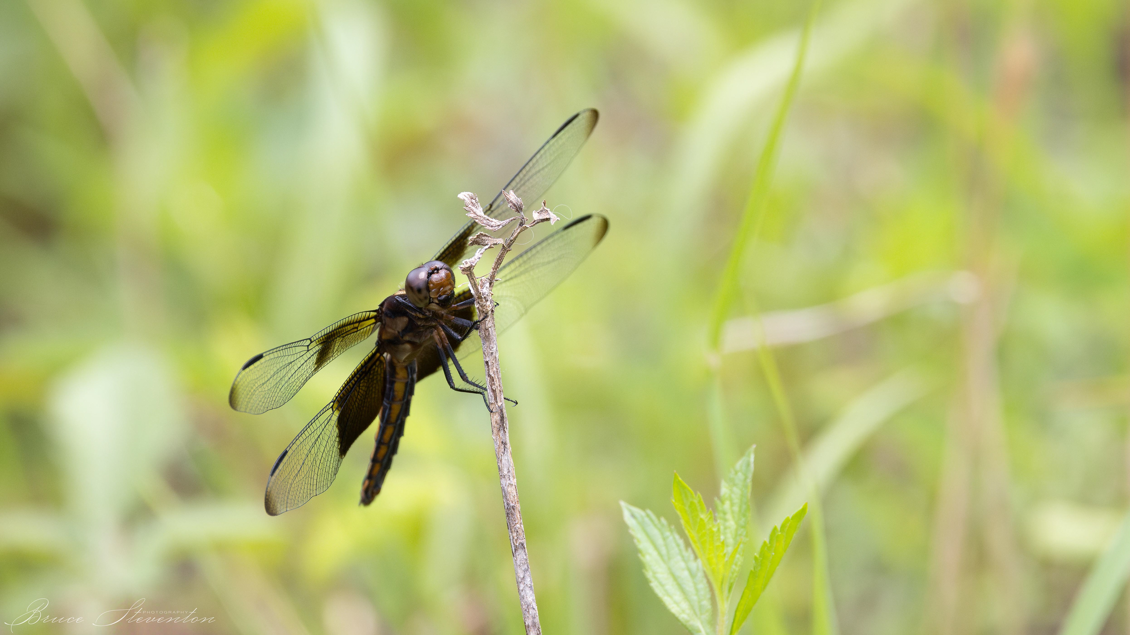 Widow Skimmer (F) - Stone Mt Park