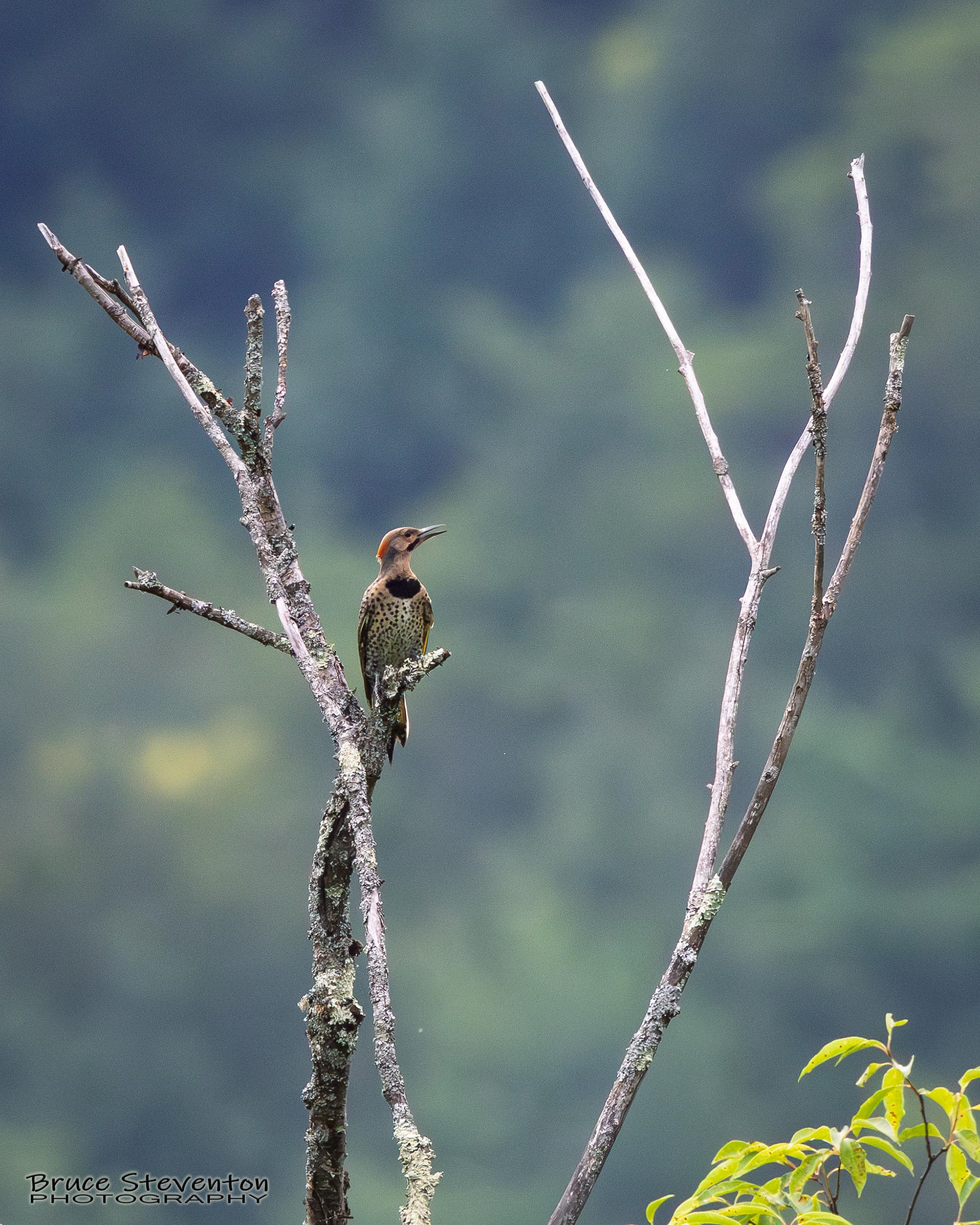 Northern Flicker