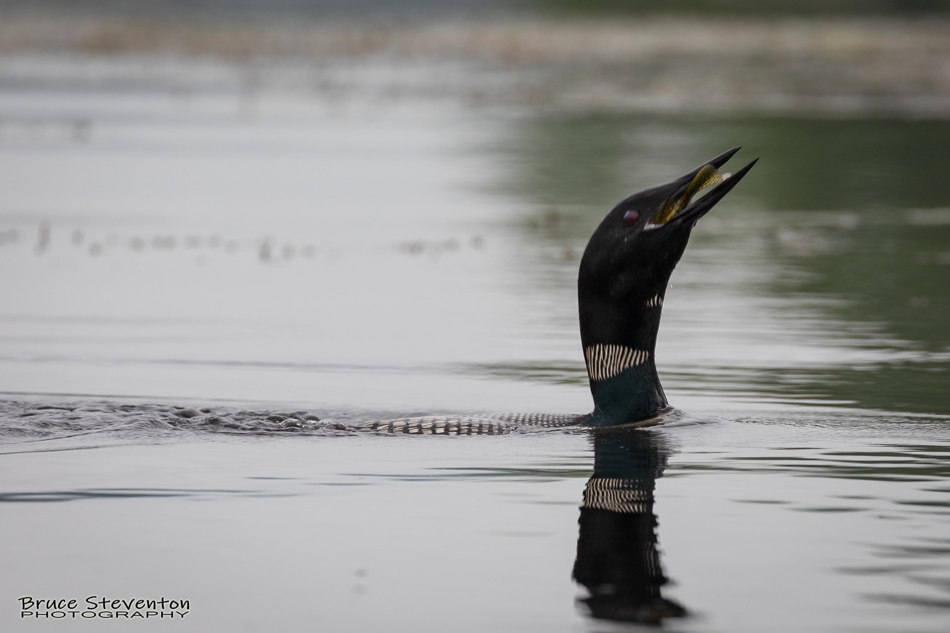 Common Loon - West Gardiner, ME