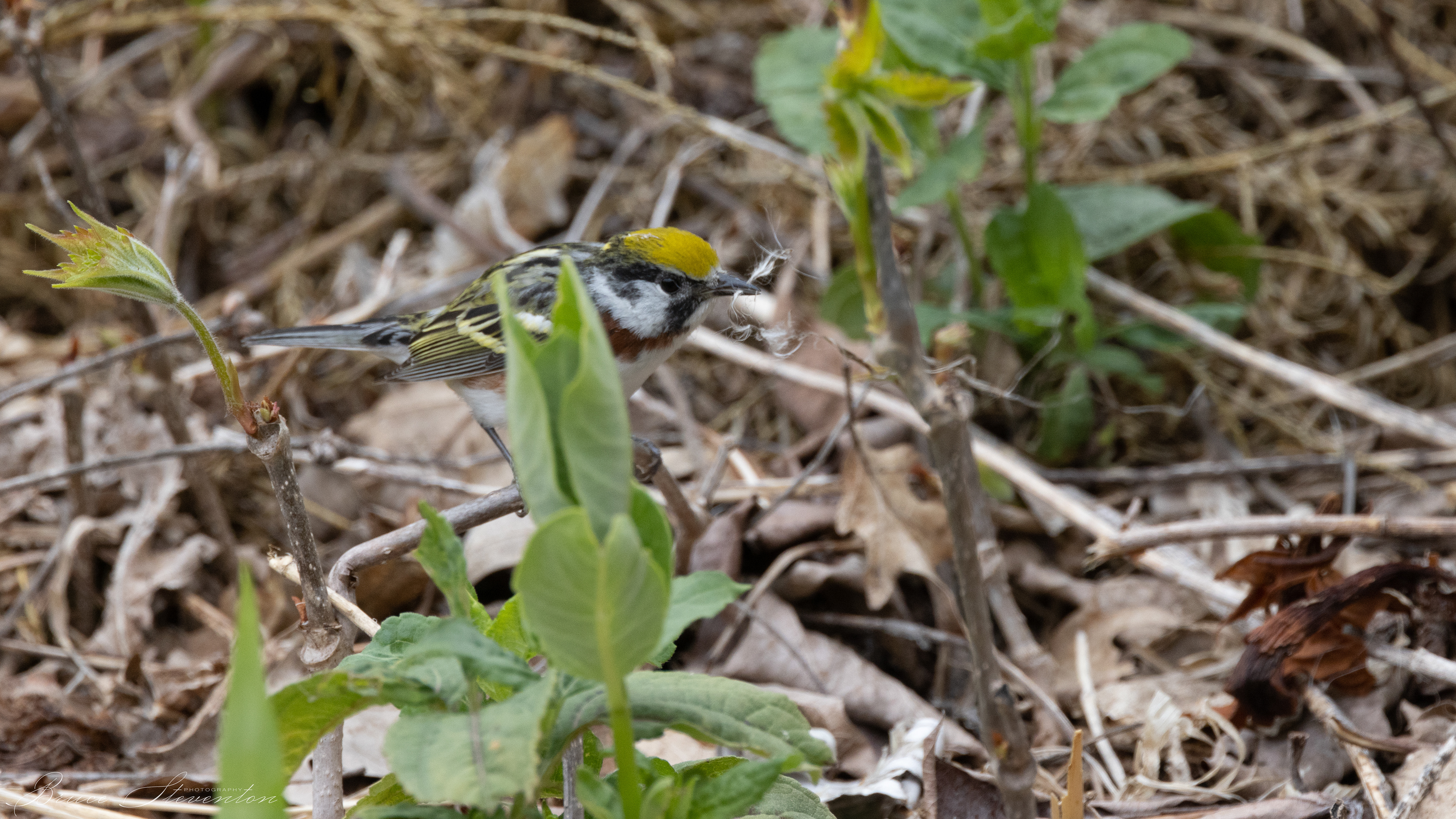 Chestnut-sided Warbler