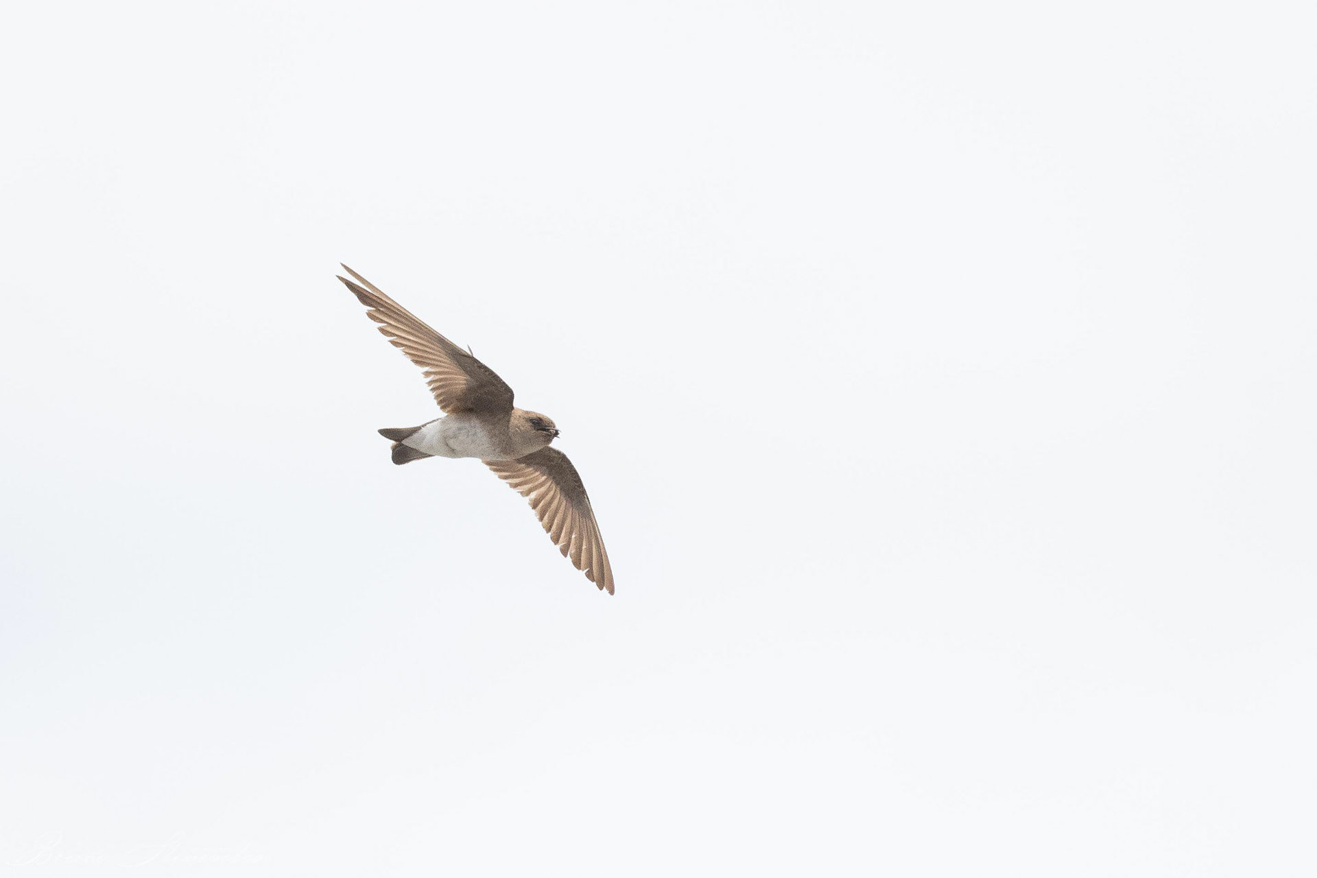 Rough-winged Swallow - Black Mountain