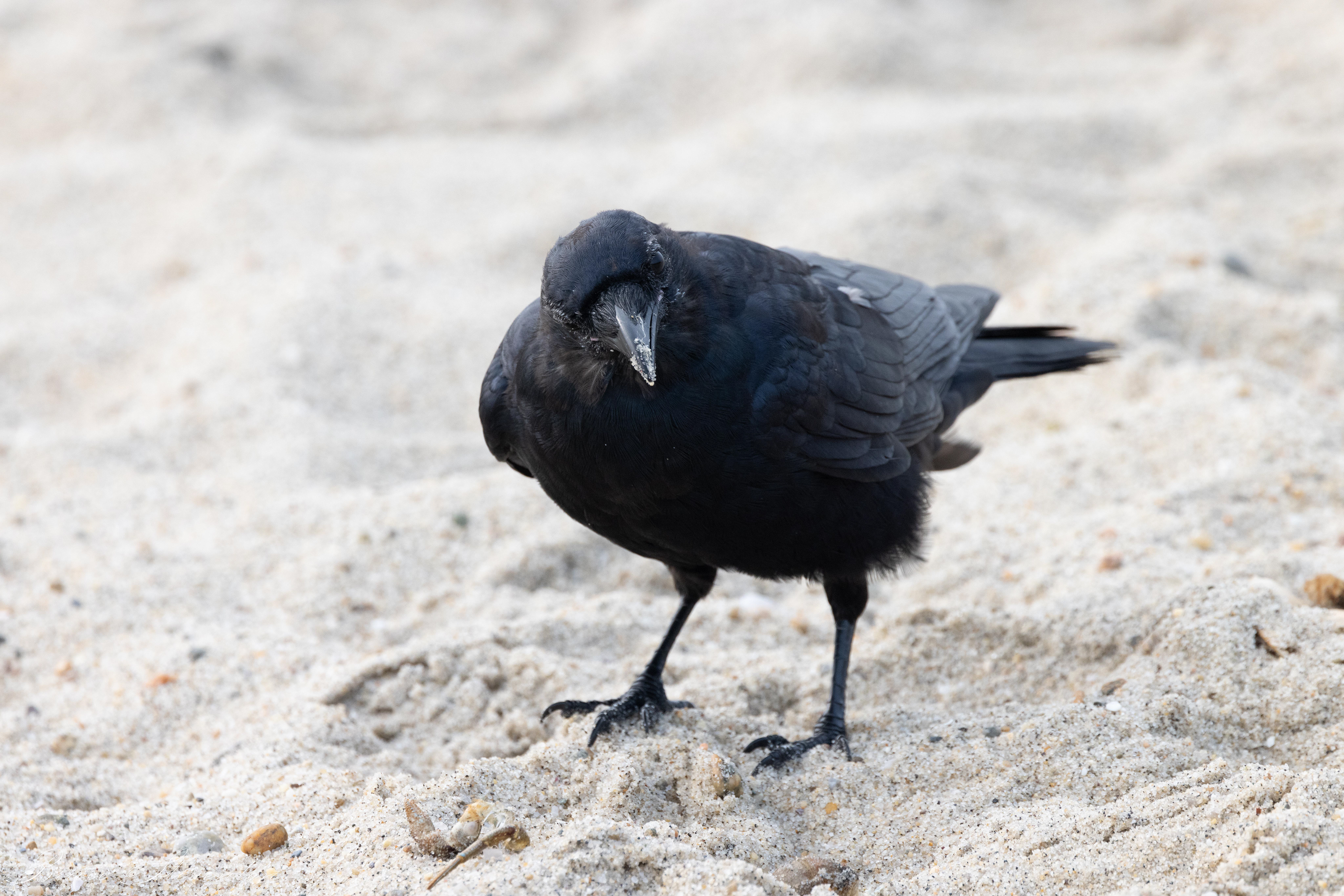 Fish Crow