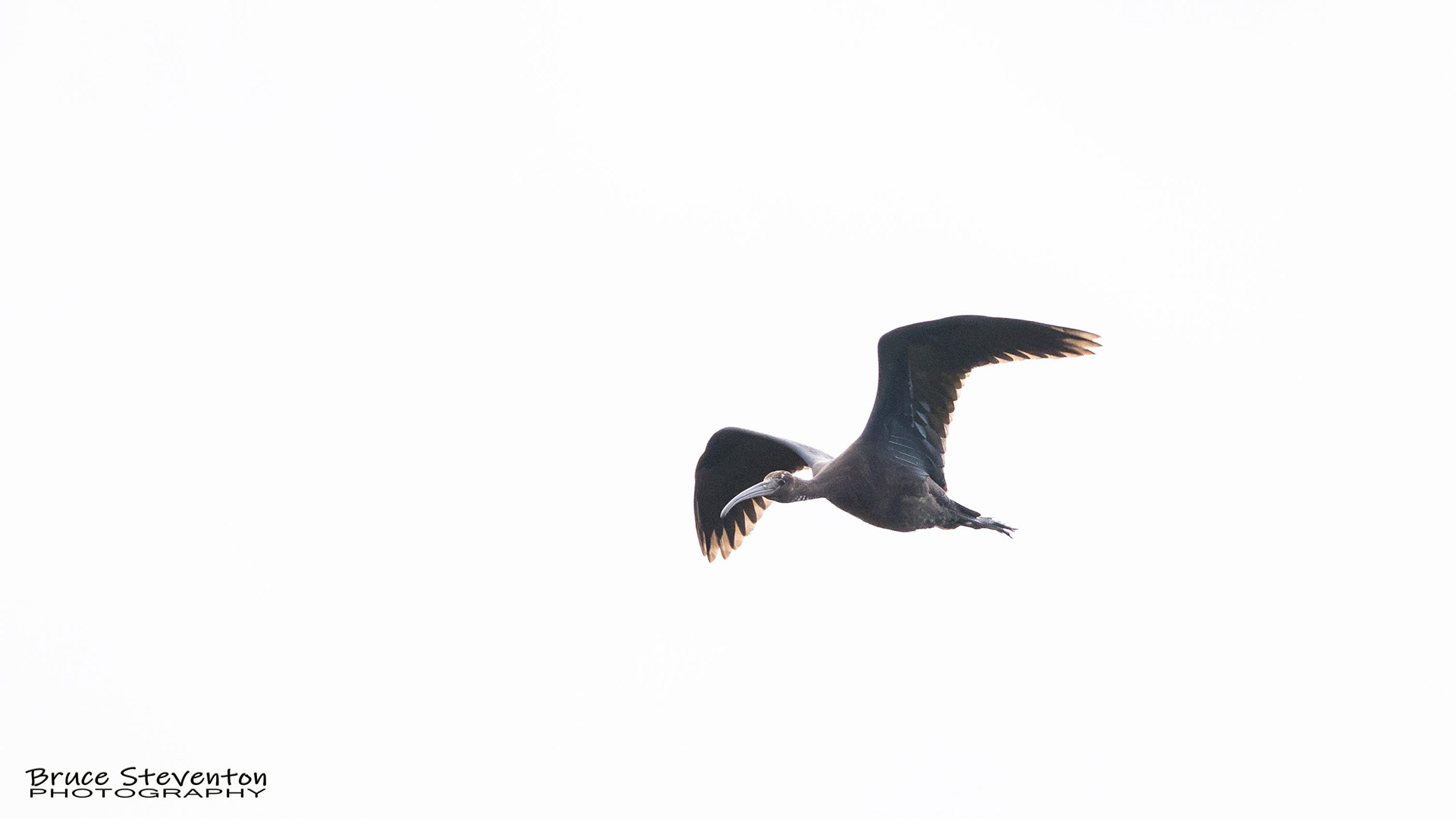 Glossy Ibis