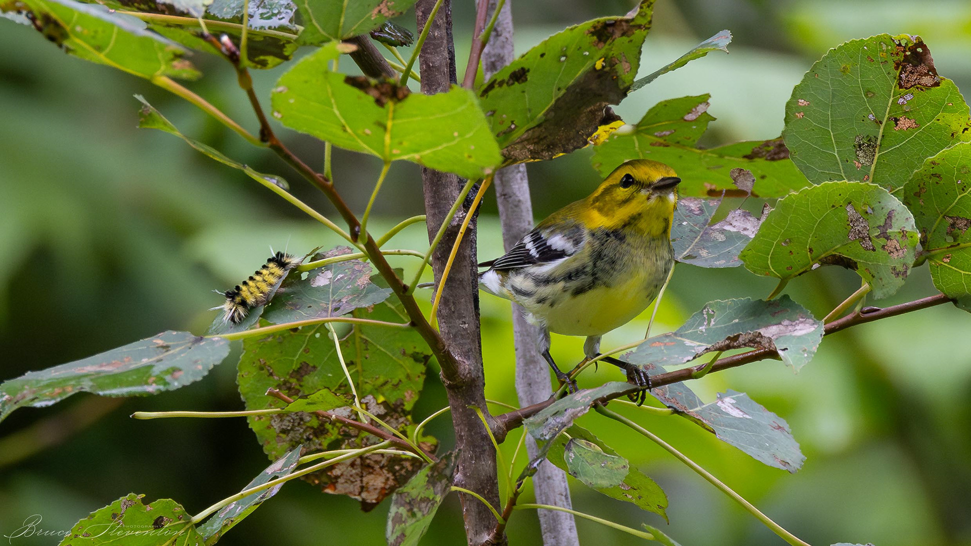 Green-throated Warbler near a Spotted Tussock Caterpillar
