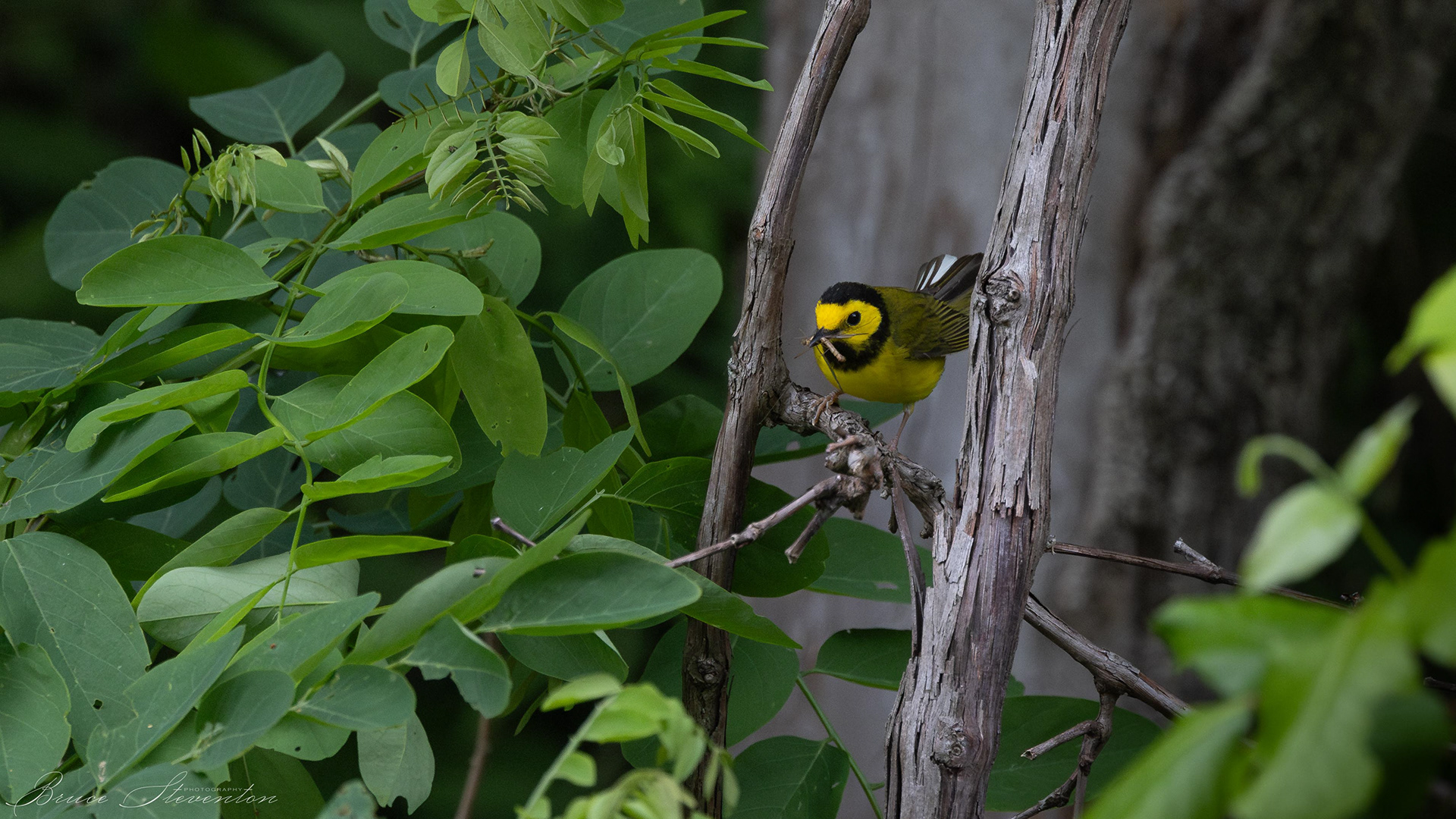Hooded Warbler - Blue Ridge Parkway