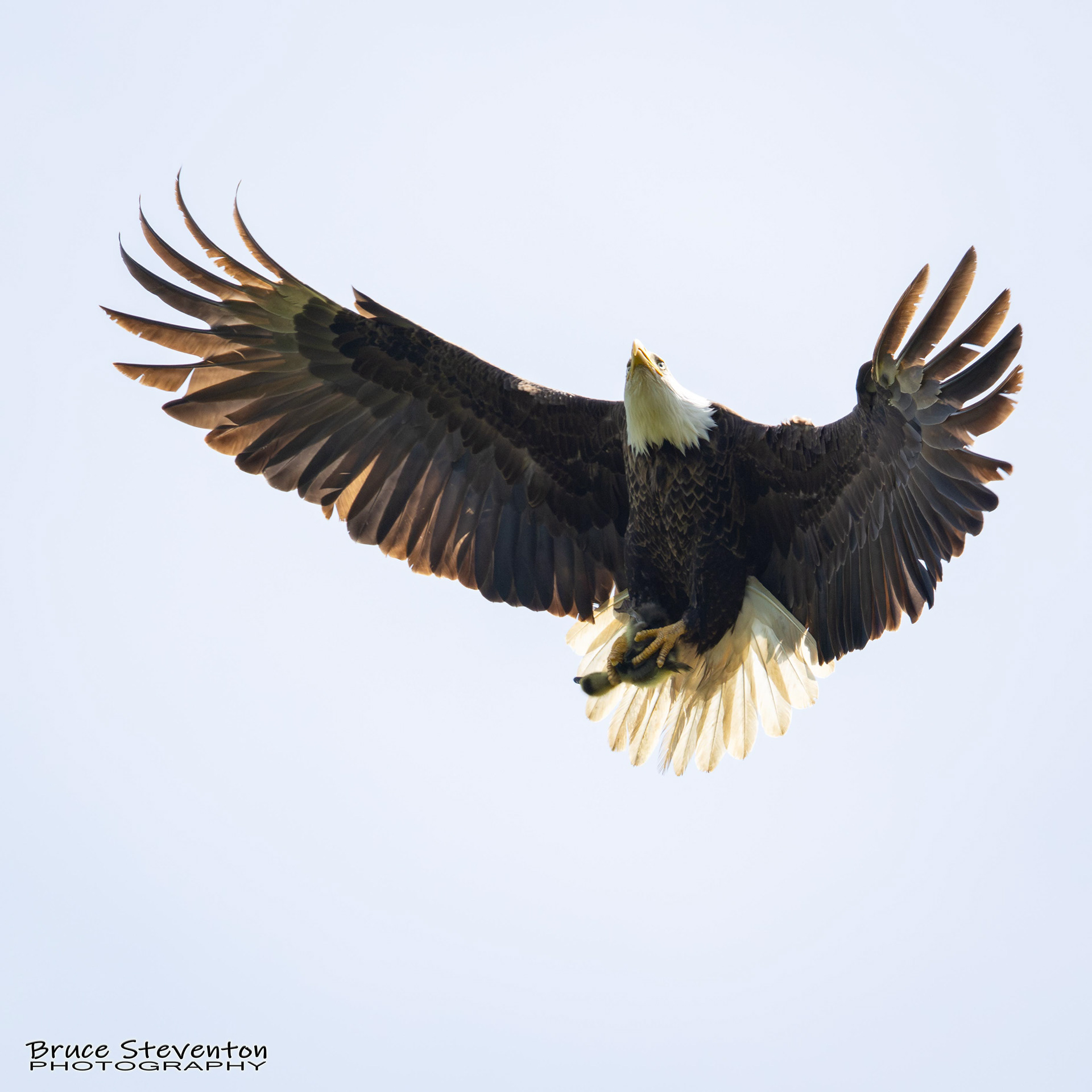 Bald Eagle