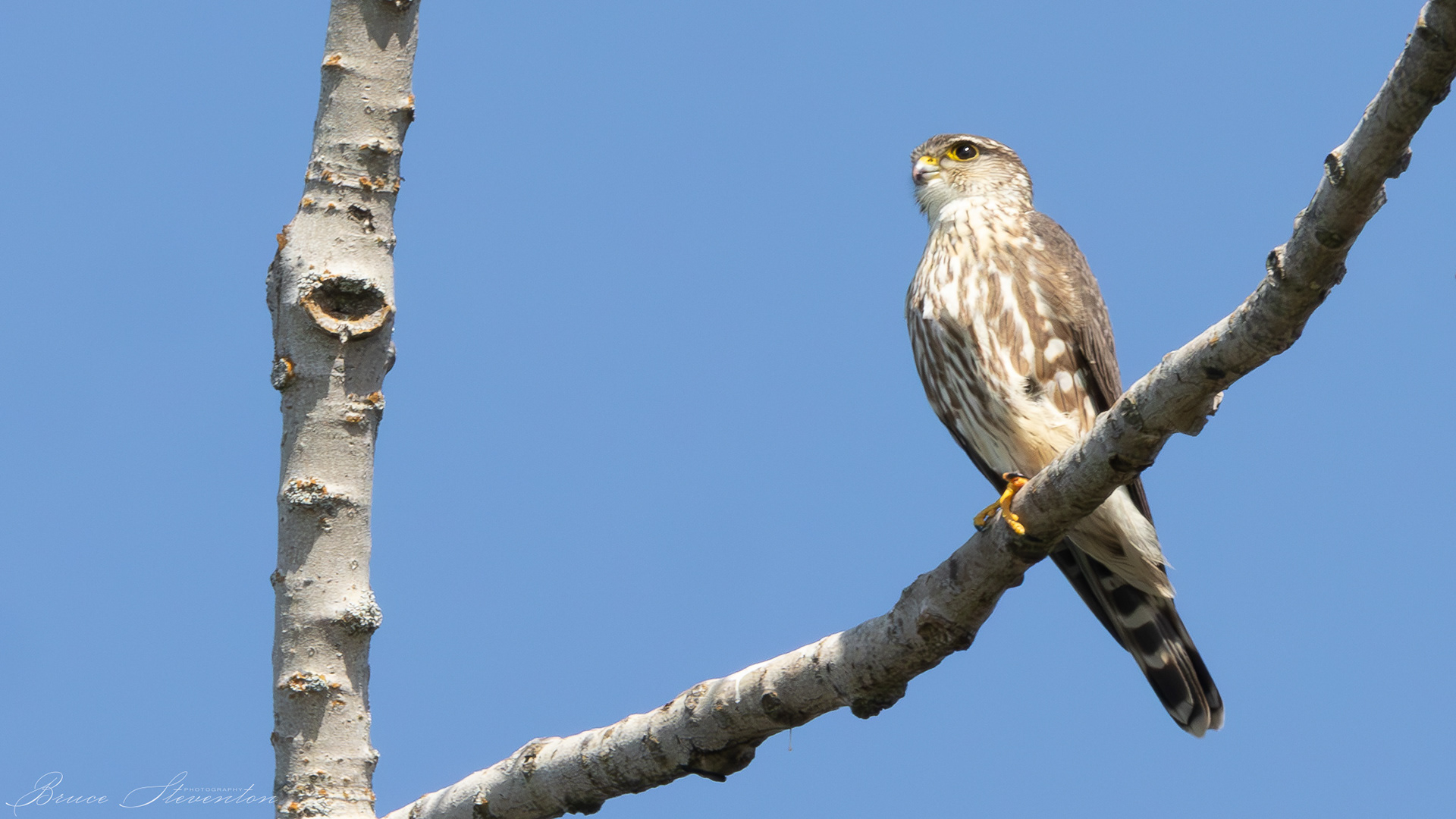 Merlin