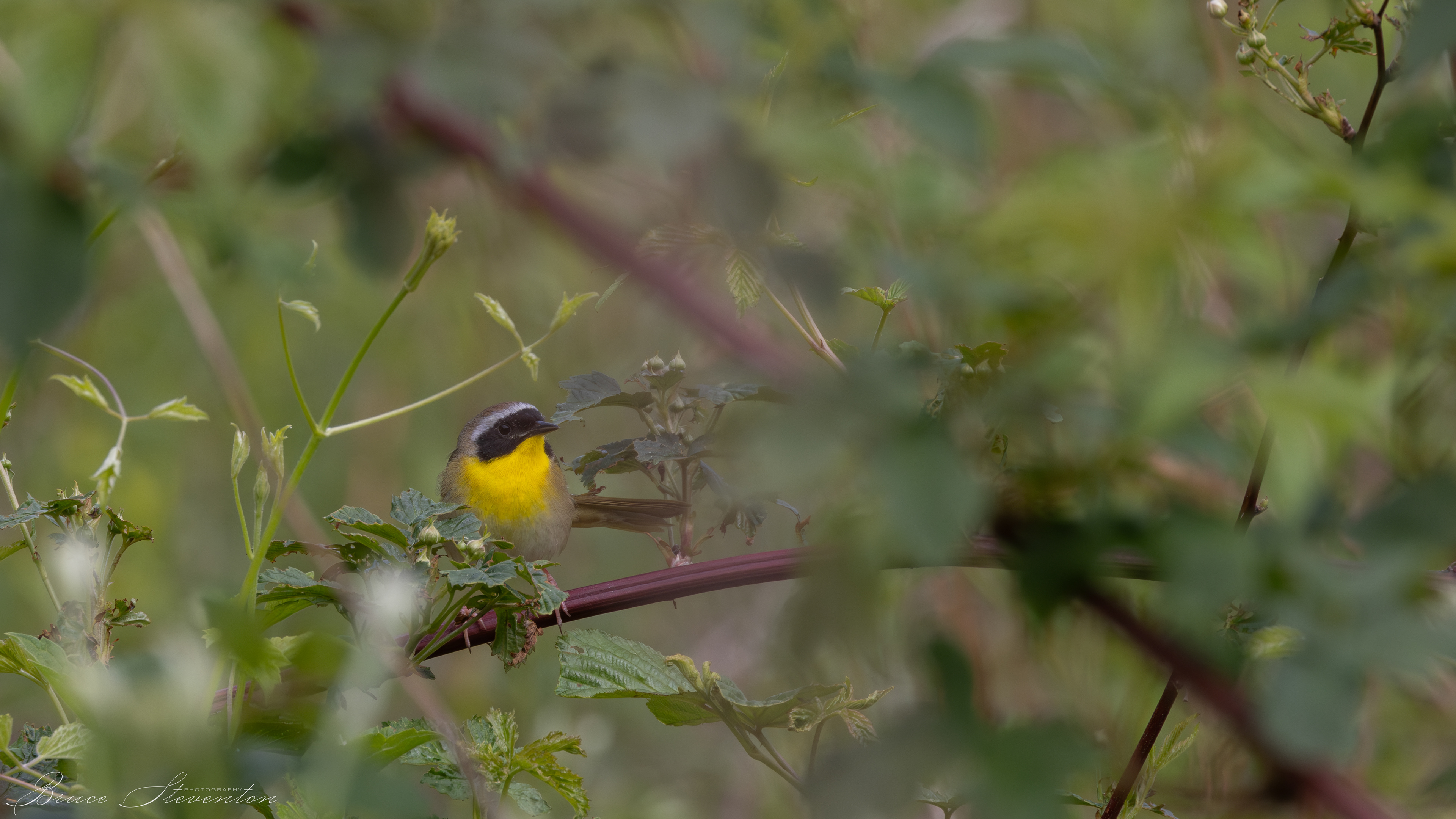 Common Yellowthroat