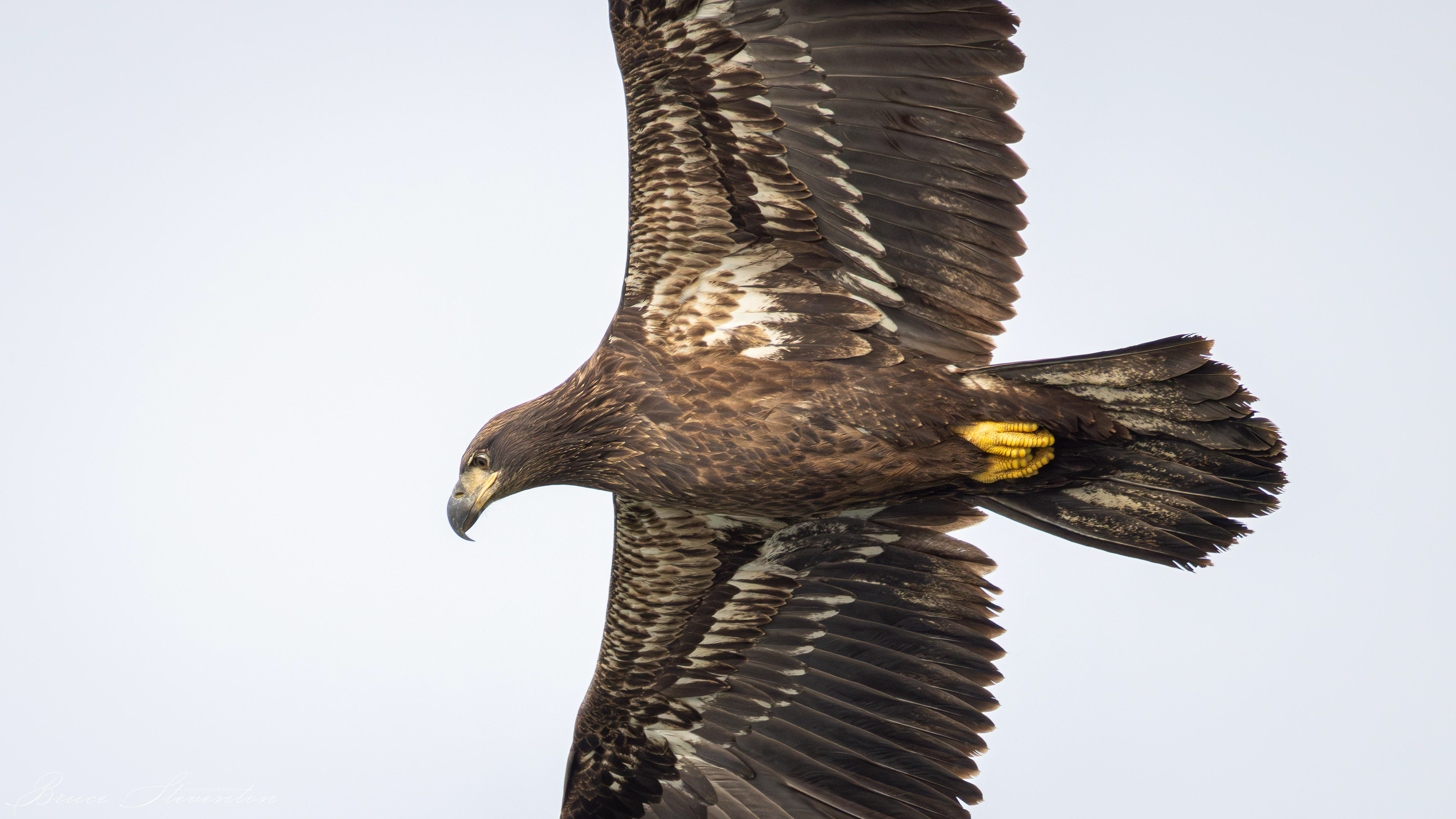 Bald Eagle, Immature