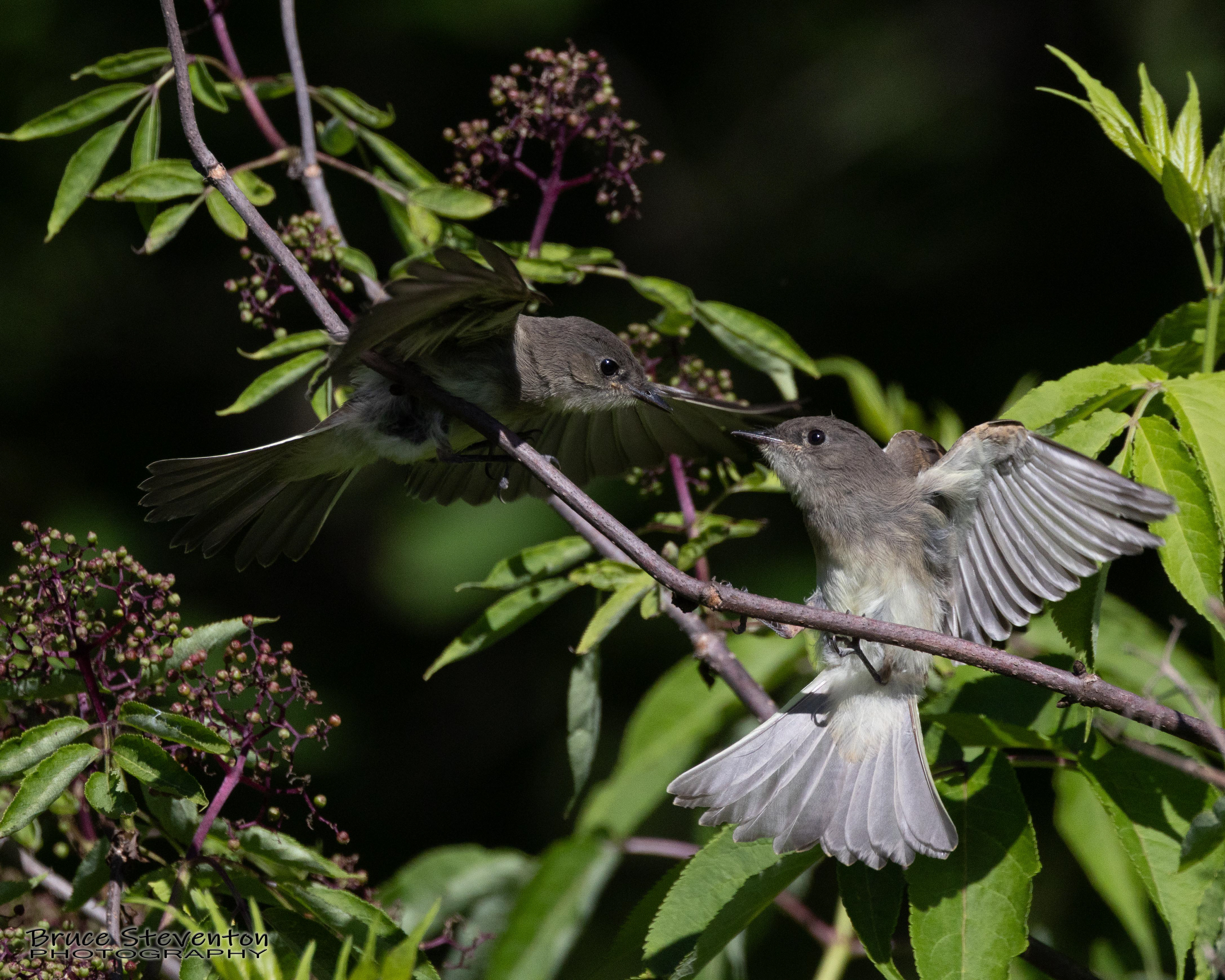 Eastern Phoebe