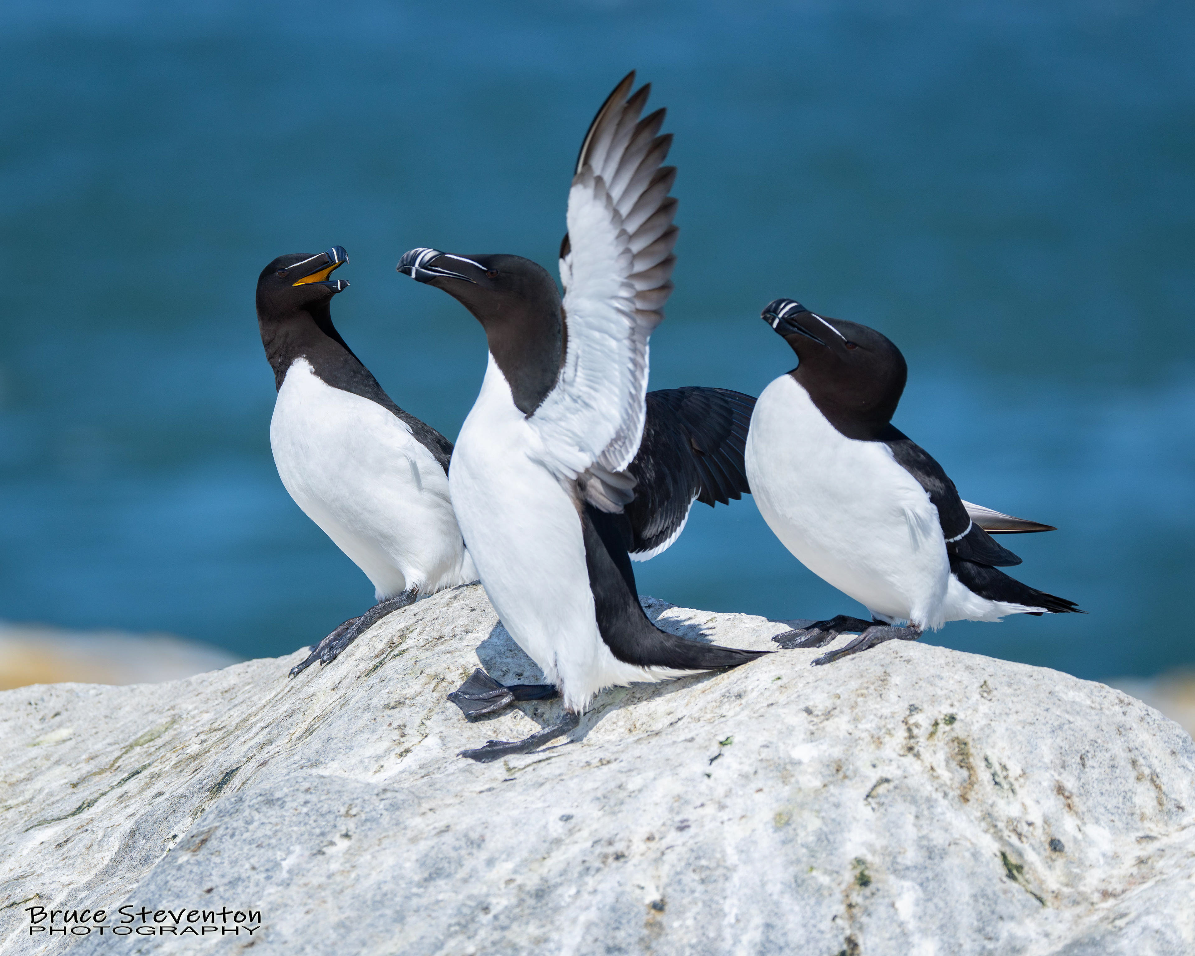 Razorbill