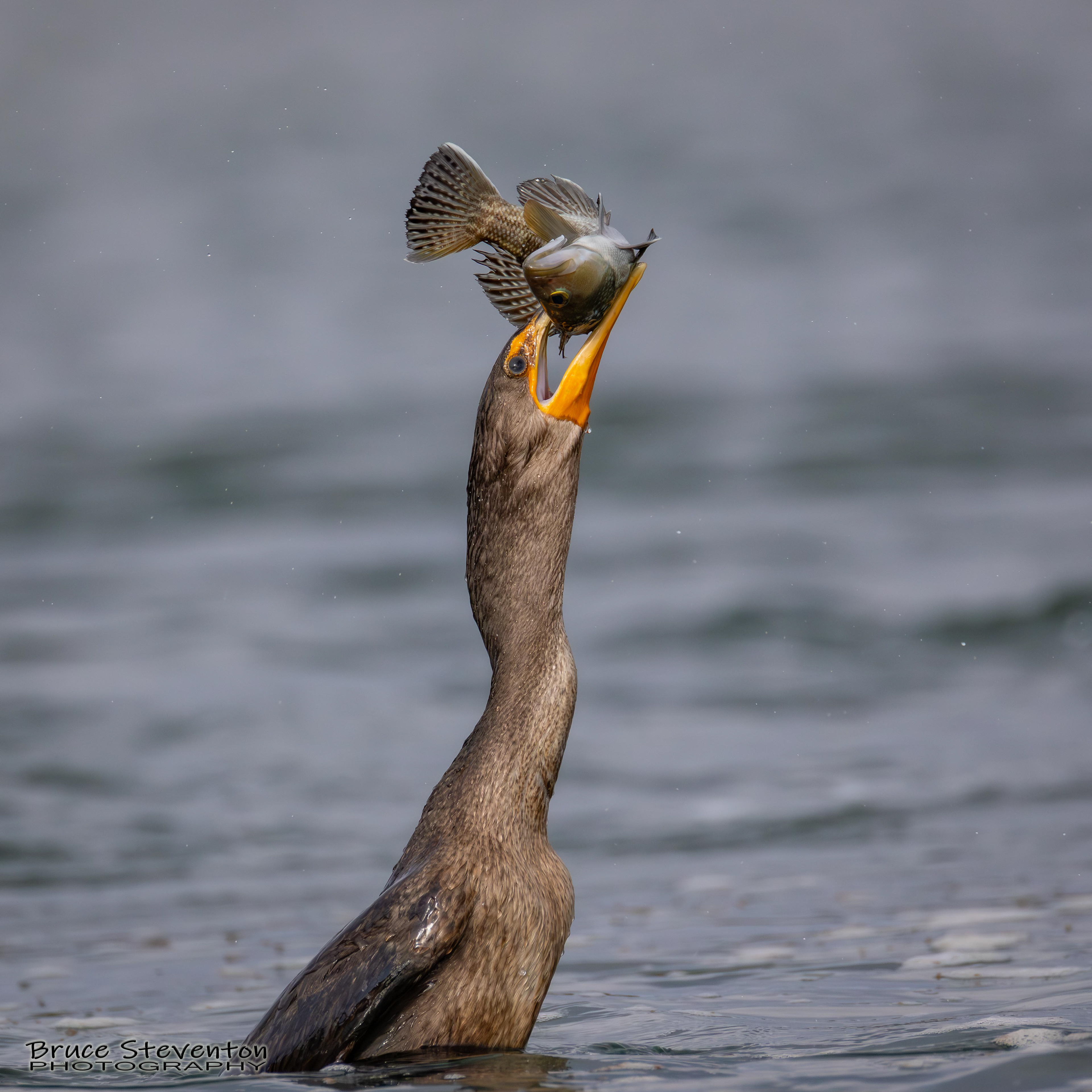Double-crested Cormorant