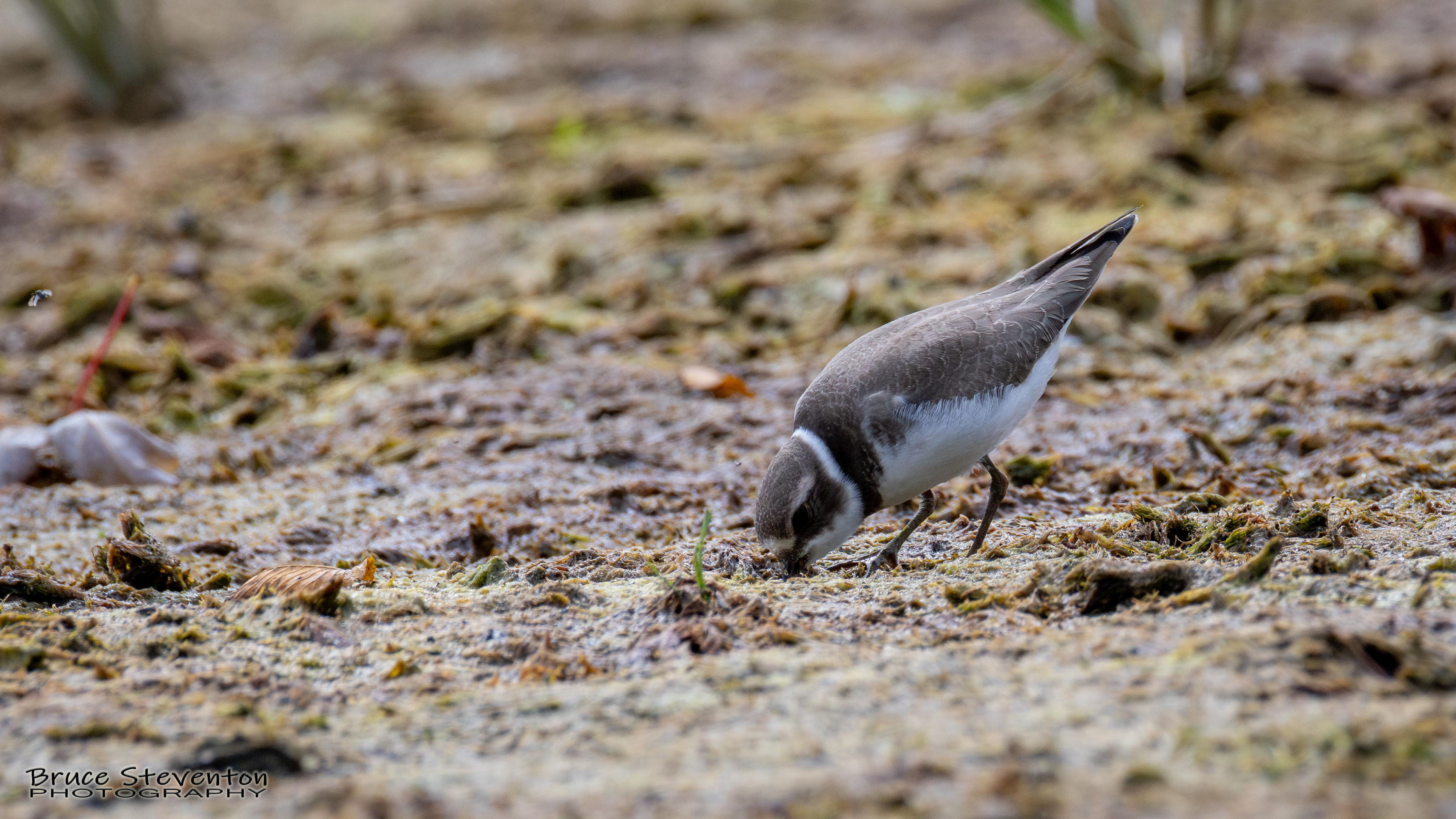 Semipalmated Plover