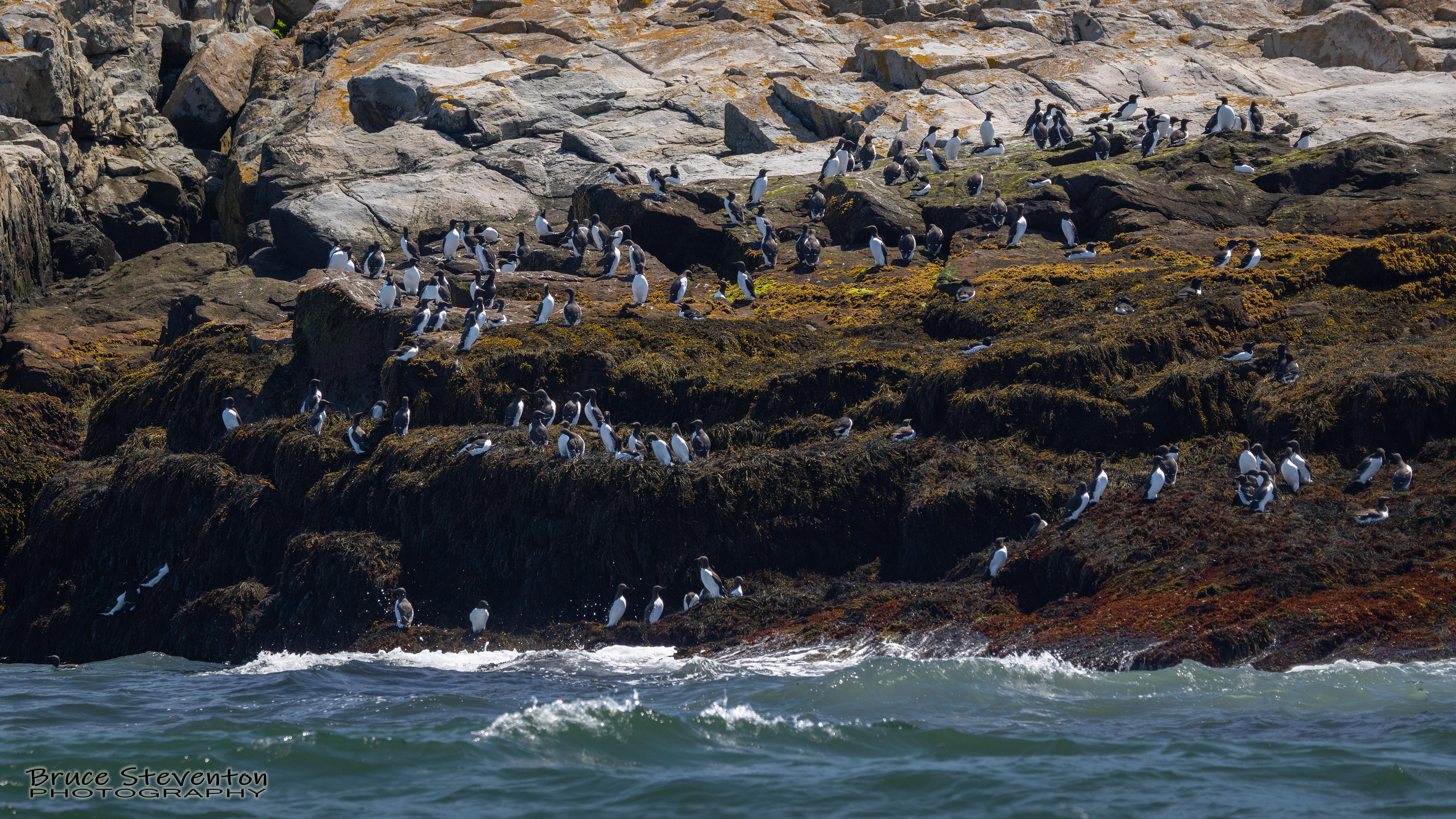 Common Murre