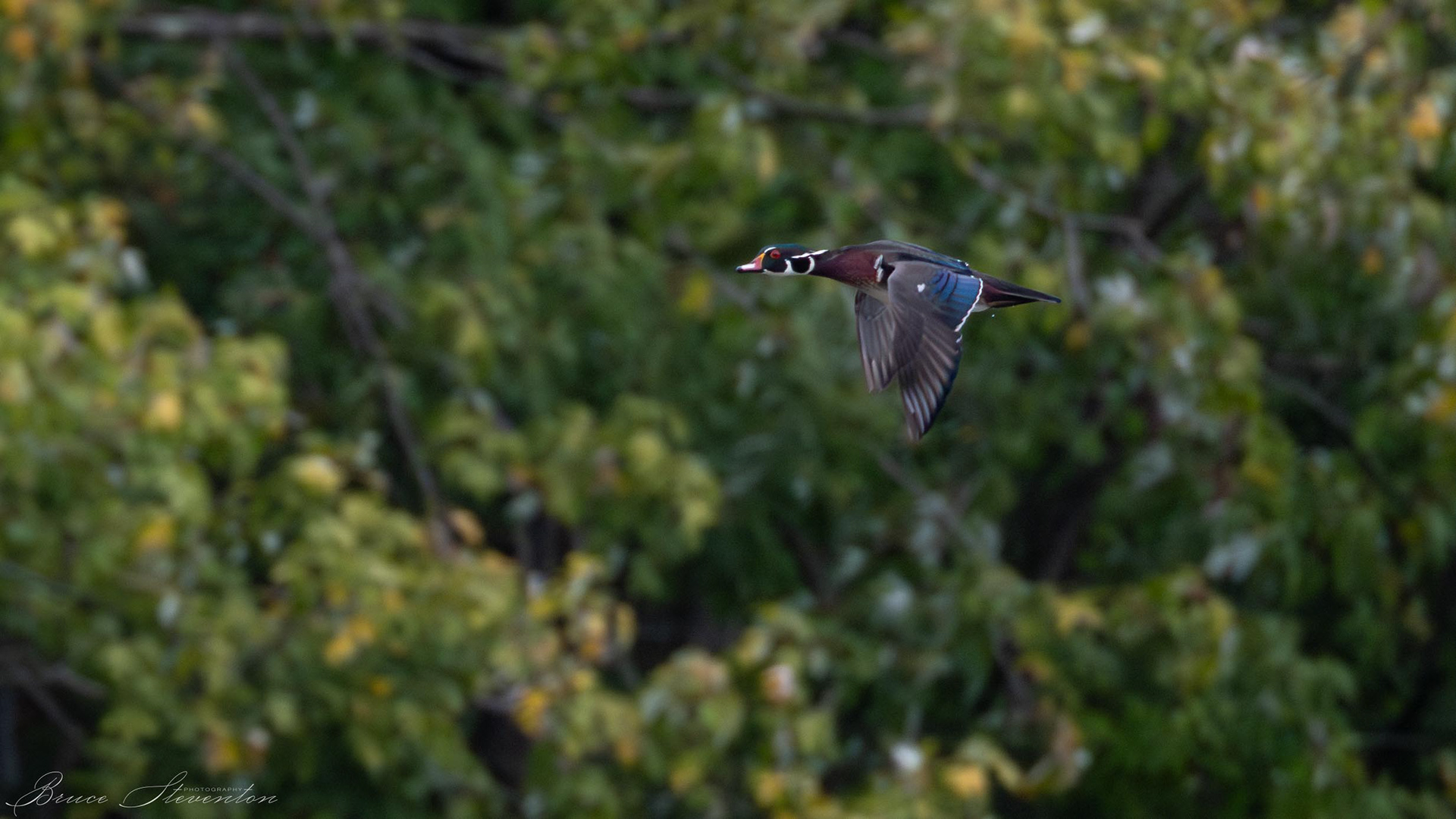 Wood Duck (M)