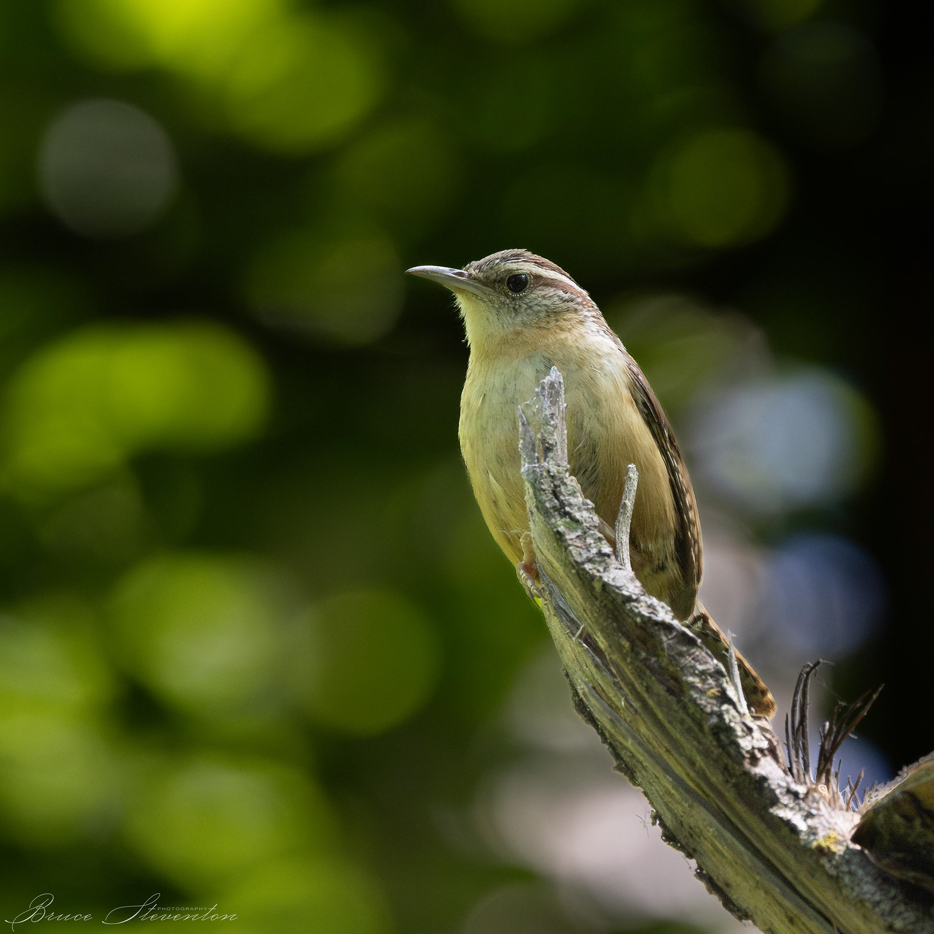 Carolina Wren - Charles D Owen Park