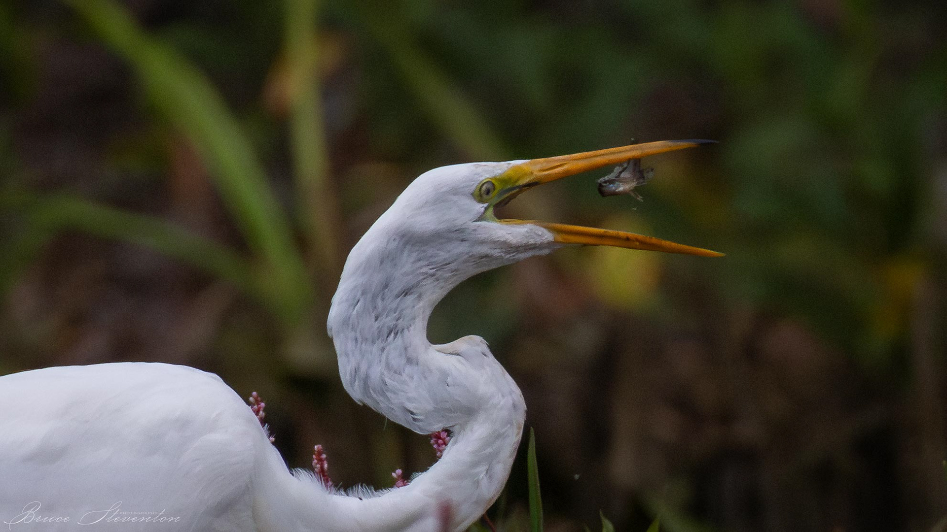 Great Egret