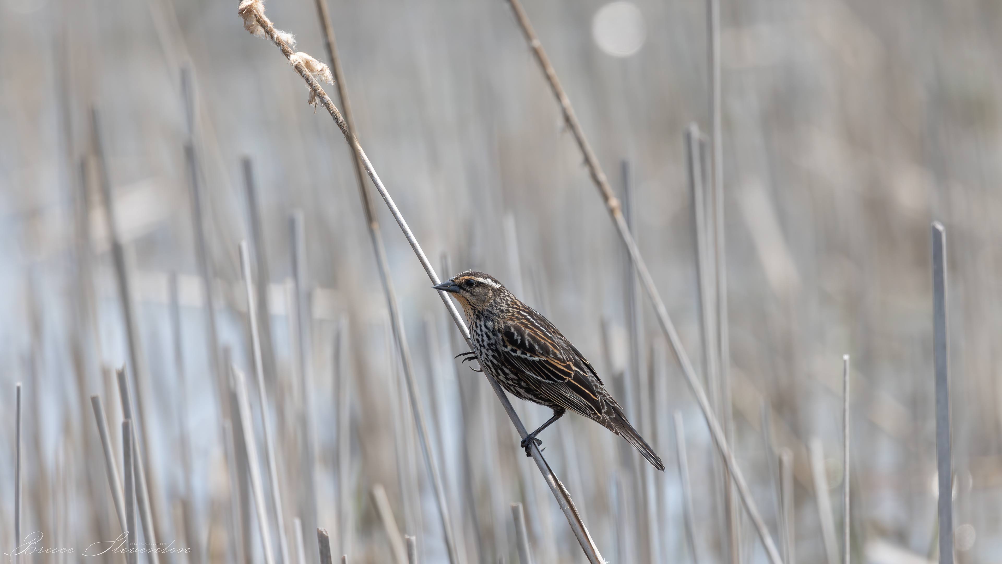 Red-winged Blackbird