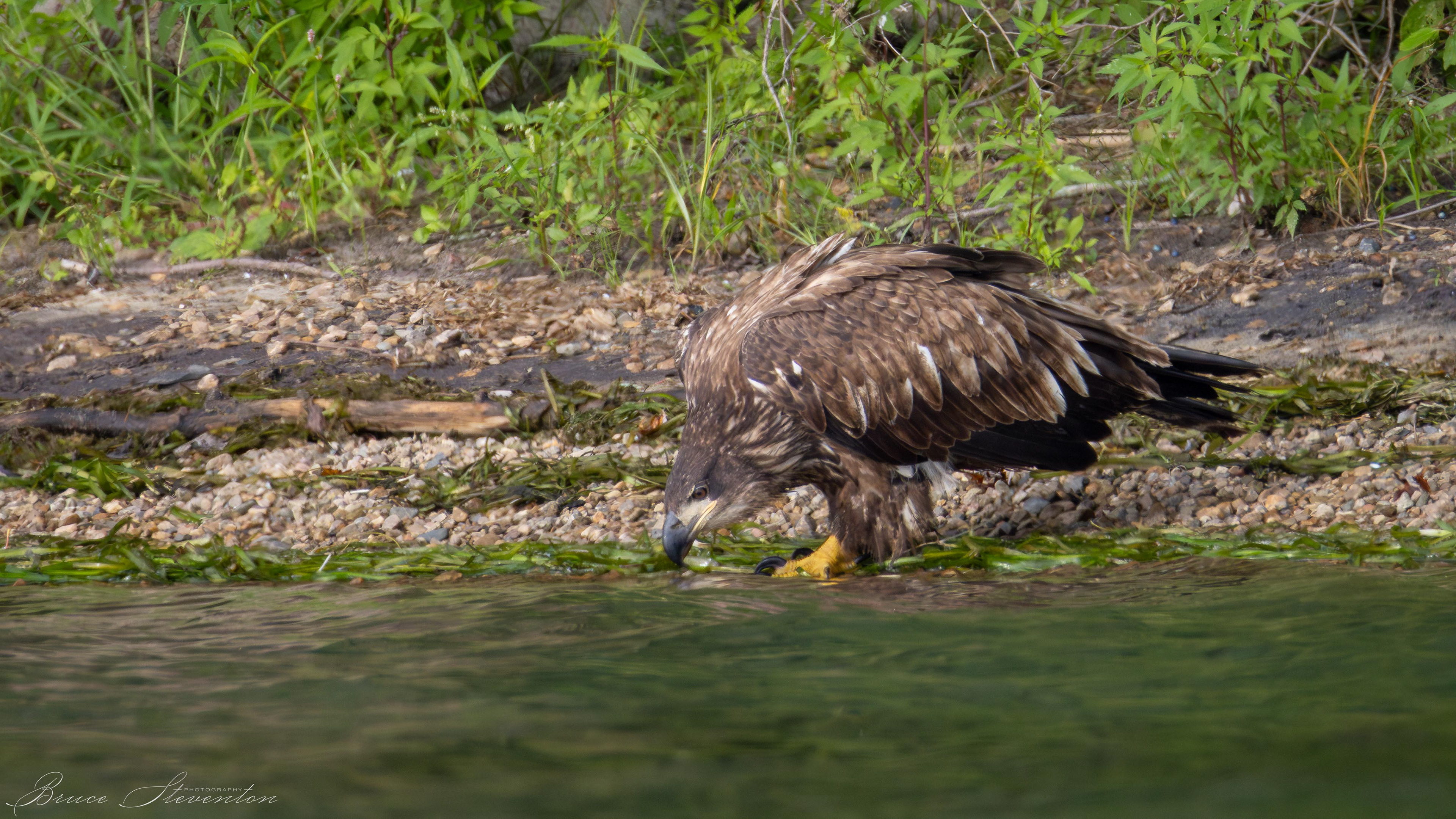 Bald Eagle, Immature