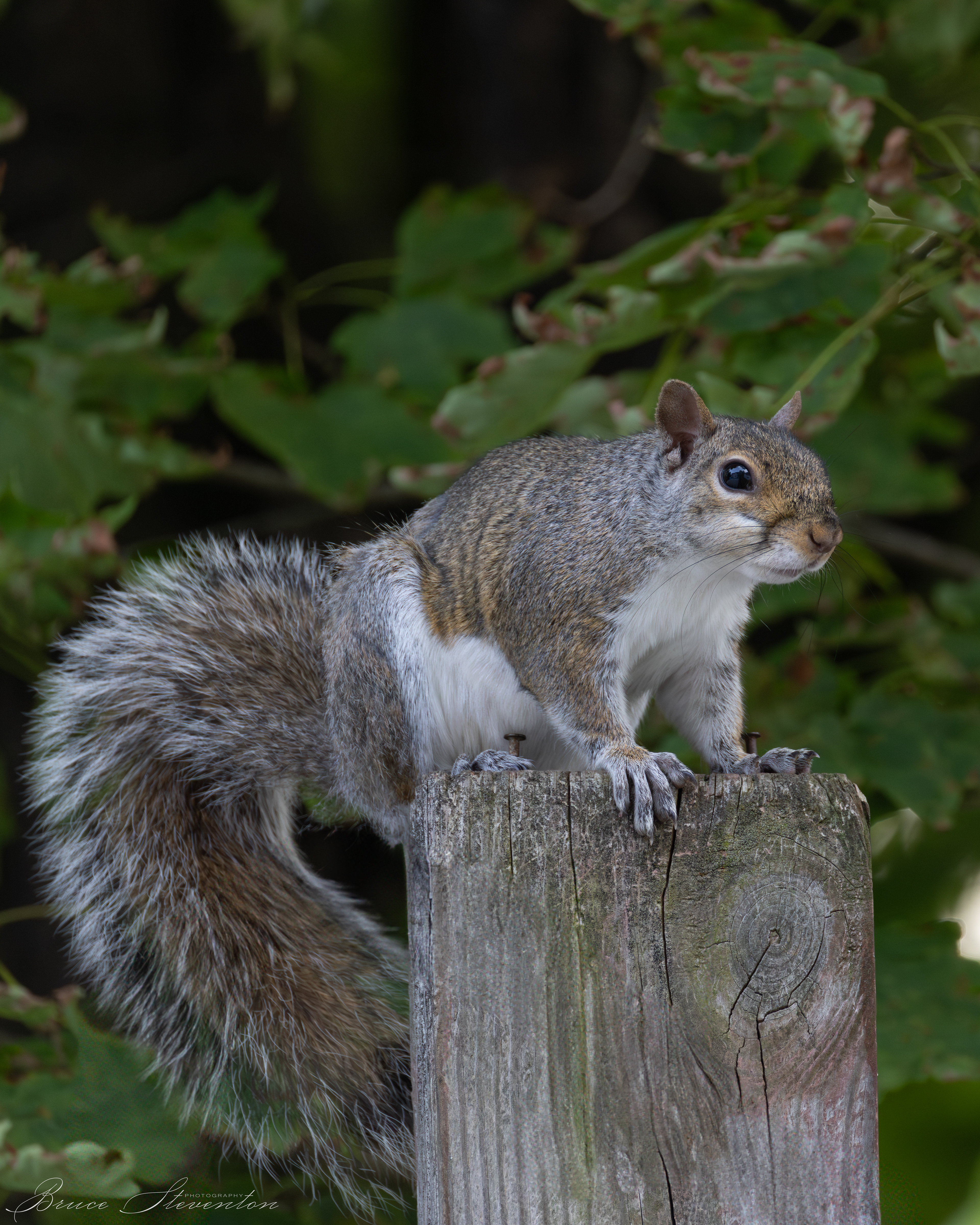 Gray Squirrel
